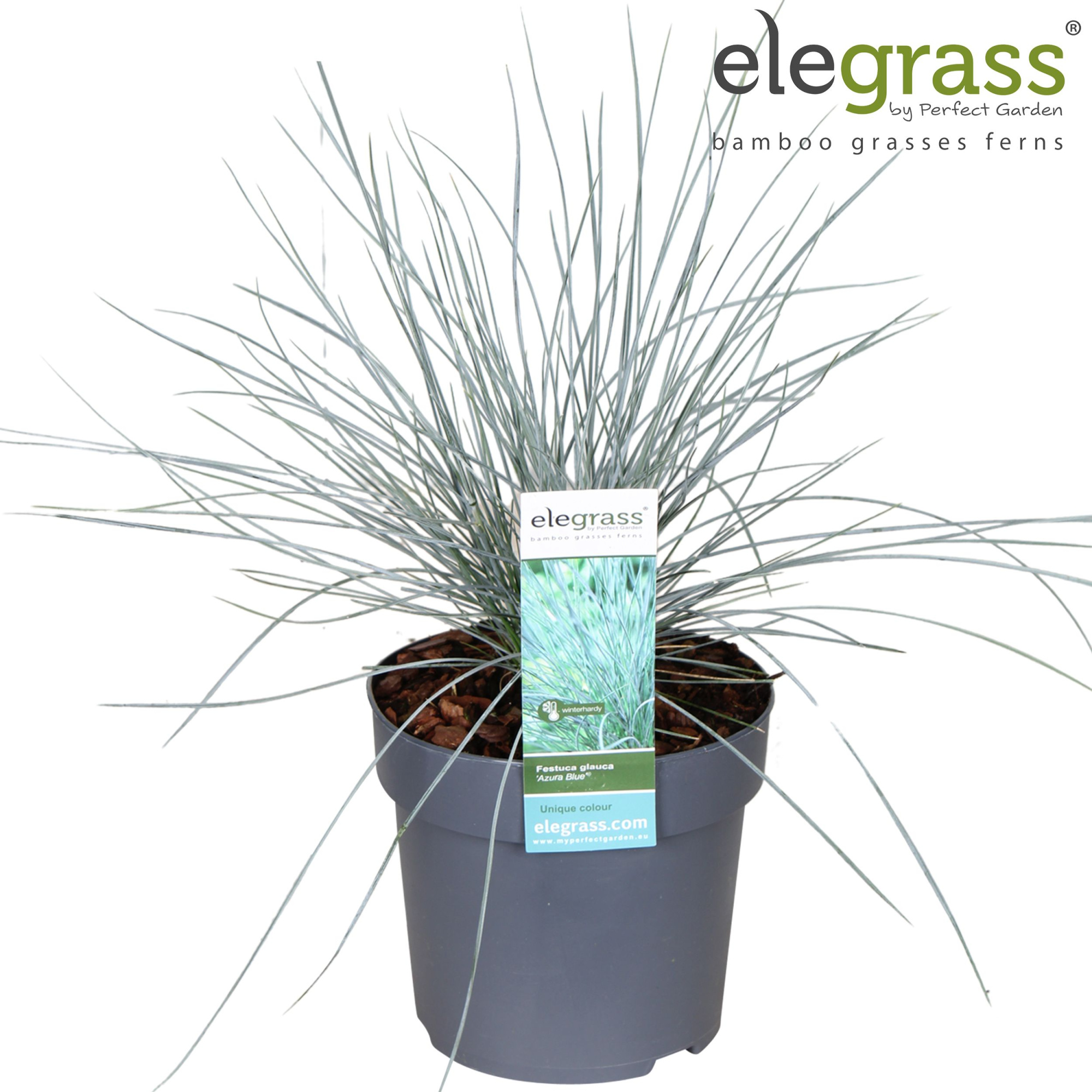 Festuca glauca 'Azura Blue'® P14, D 14