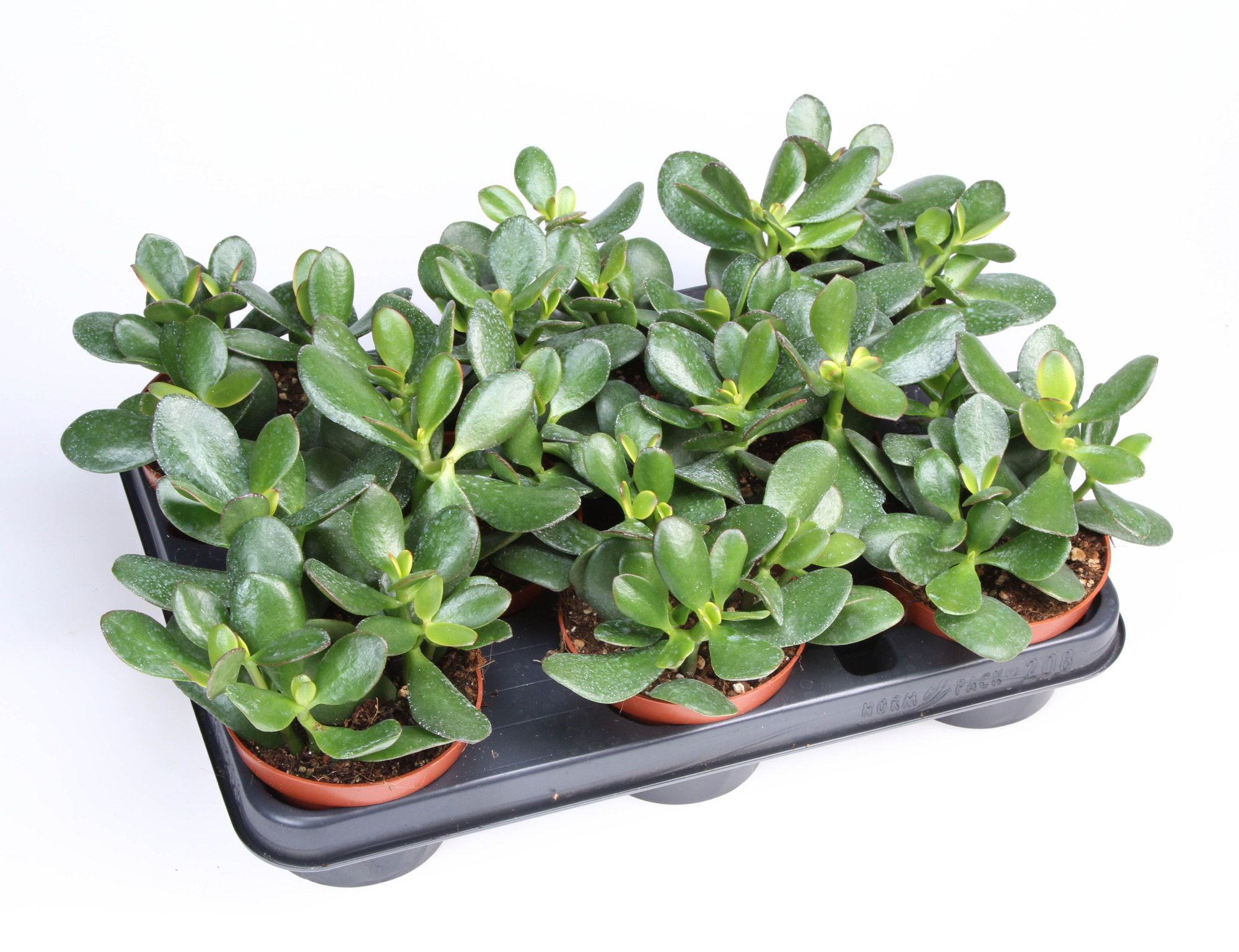 Crassula Ovata, D 10,5