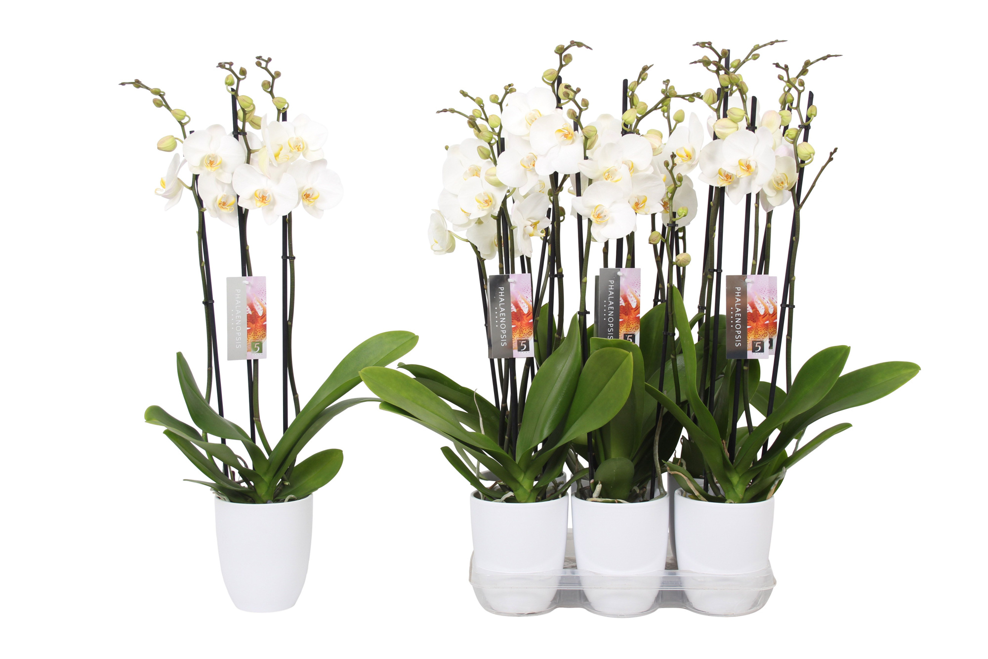 Phalaenopsis White, 3-spike White Ceramics, D 12