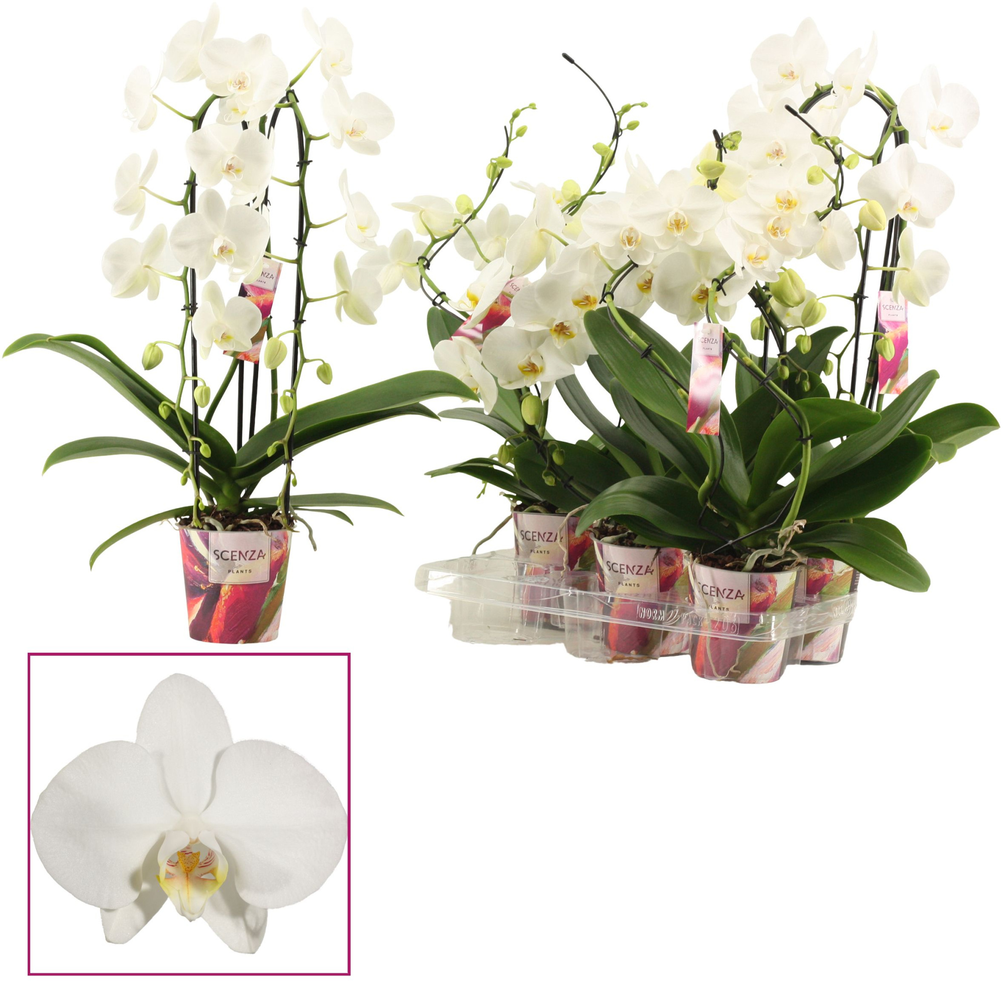 Phalaenopsis vormen mix 2 tak wit (Scenza), D 12