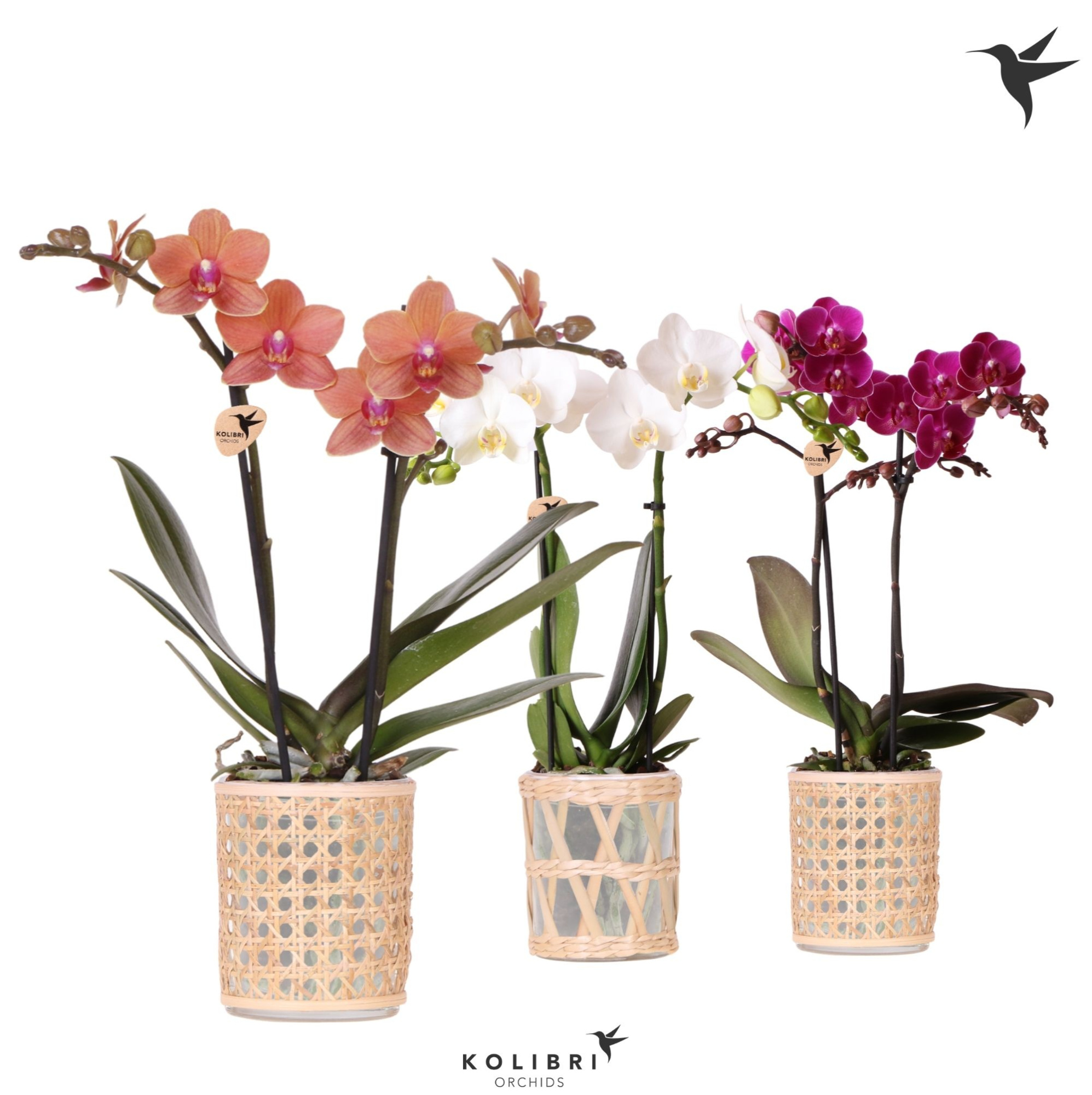 Kolibri Orchids Phalaenopsis mix 2 spike in Rotan pot mix, D 9