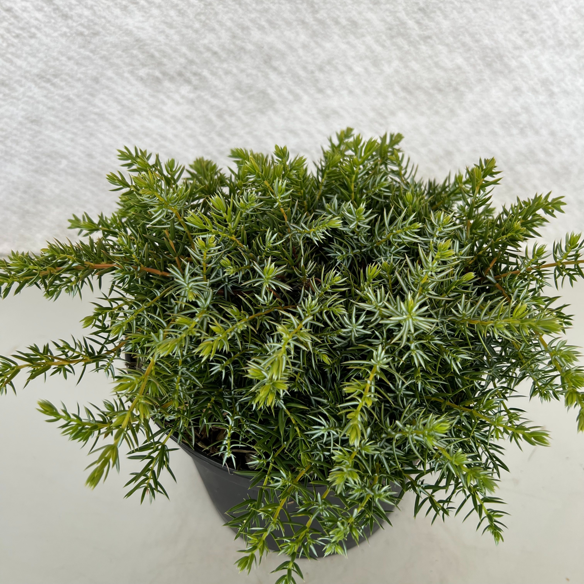 Juniperus communis 'Silver Carpet', D 19