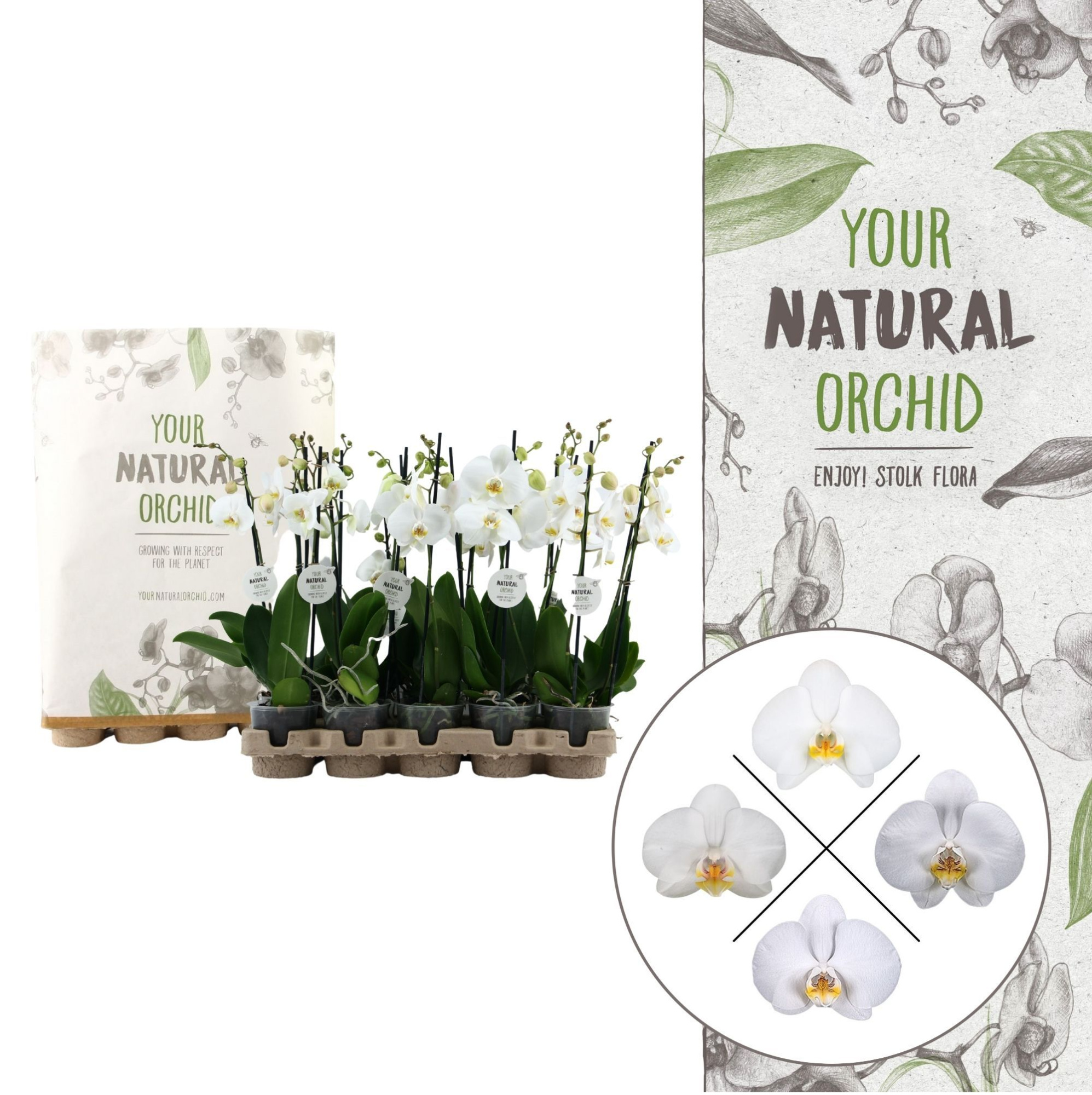 Your Natural Orchid | Eco White 50cm | Phalaenopsis 2 spike, D 12