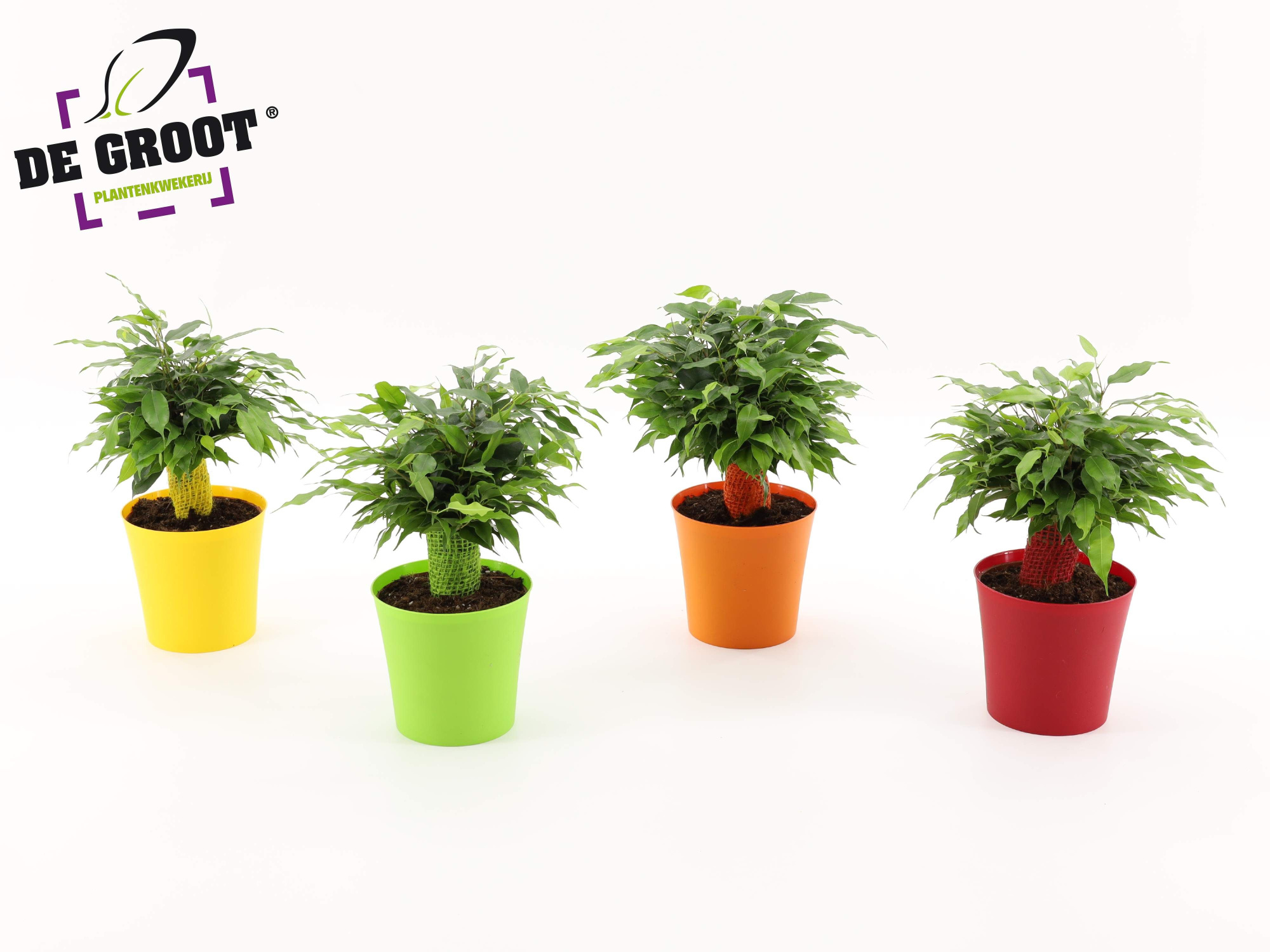 Ficus Green Kinky Ton-Sur-Ton, D 12