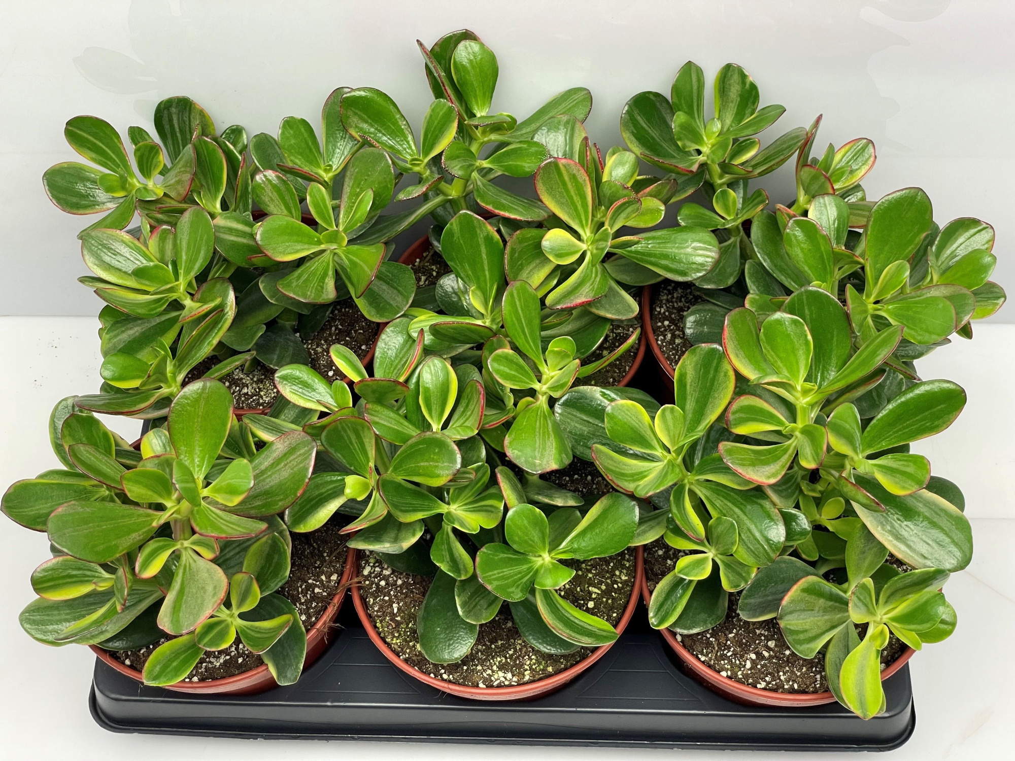 227 Crassula sunset 15, D 15