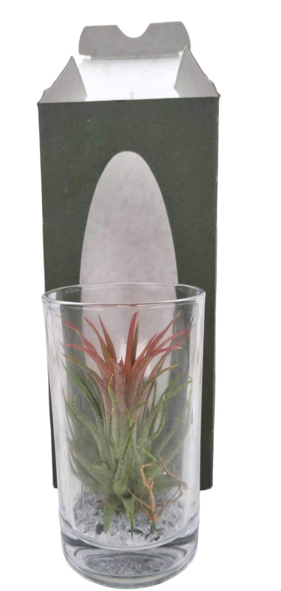 Tillandsia long drink gift package, D 9