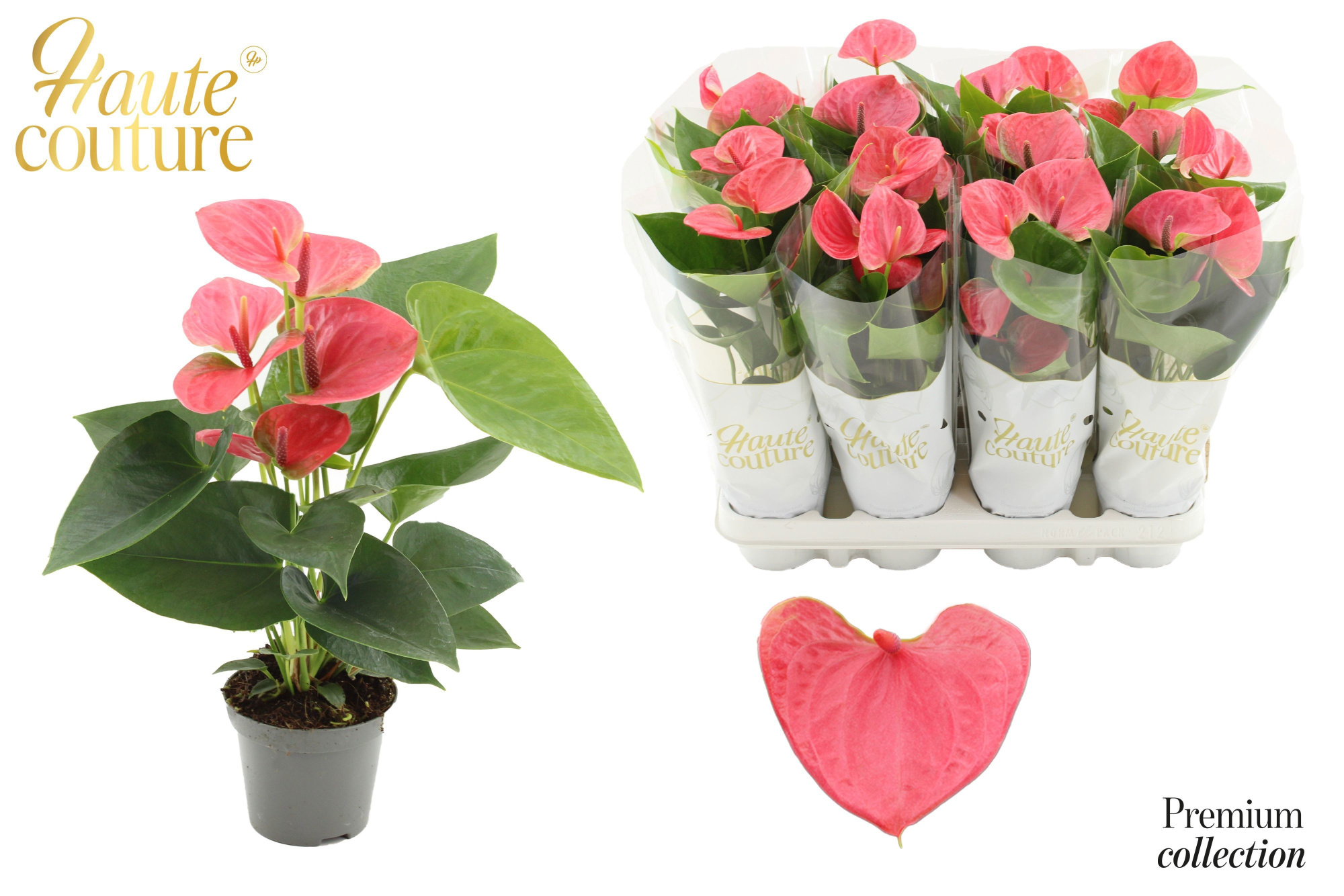 Anthurium 9 cm Sweet Dream in Haute Couture sleeve, D 9