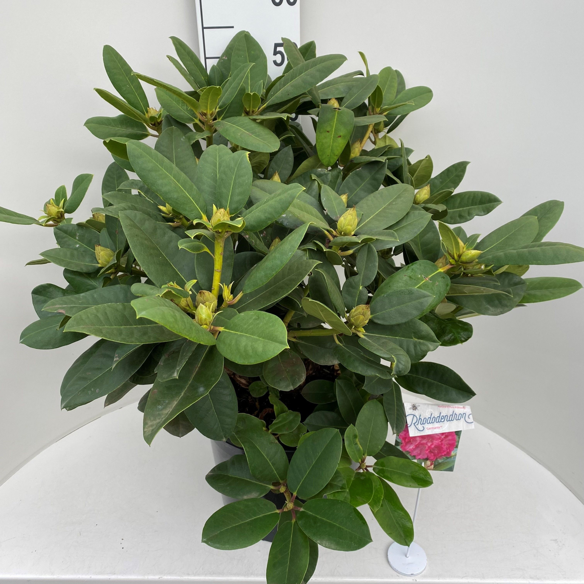 Rhododendron 'Germania', D 36 cm