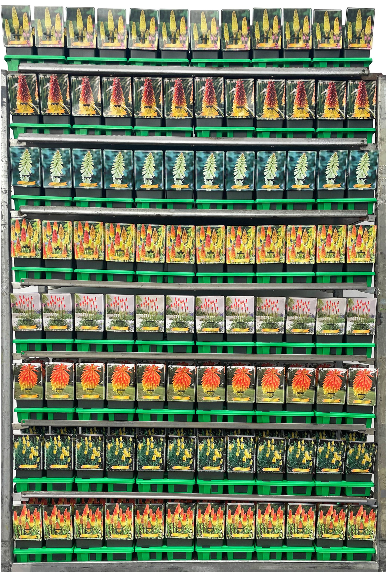 Kniphofia Mix CC P11, D 11