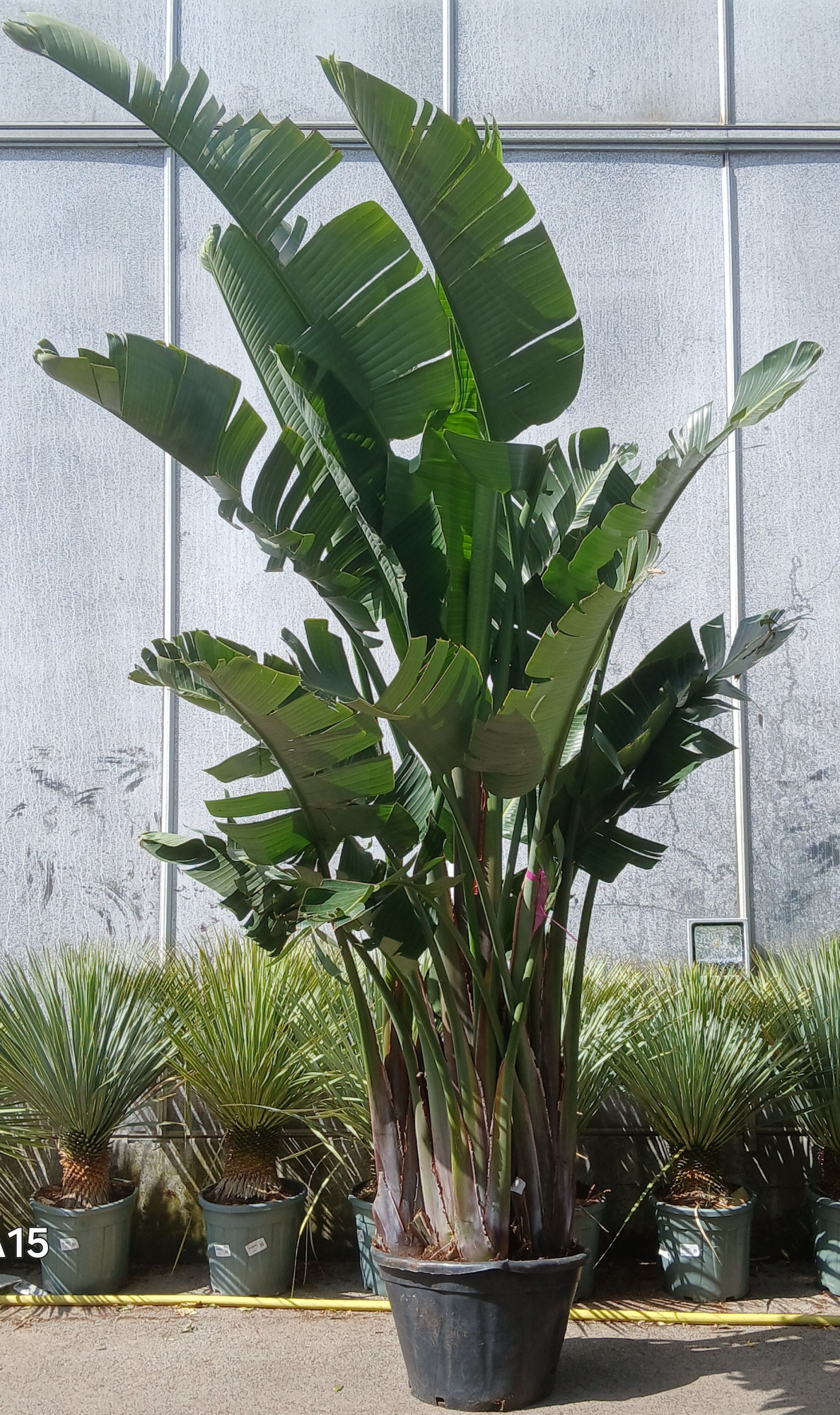 strelizia nicolai, D 50