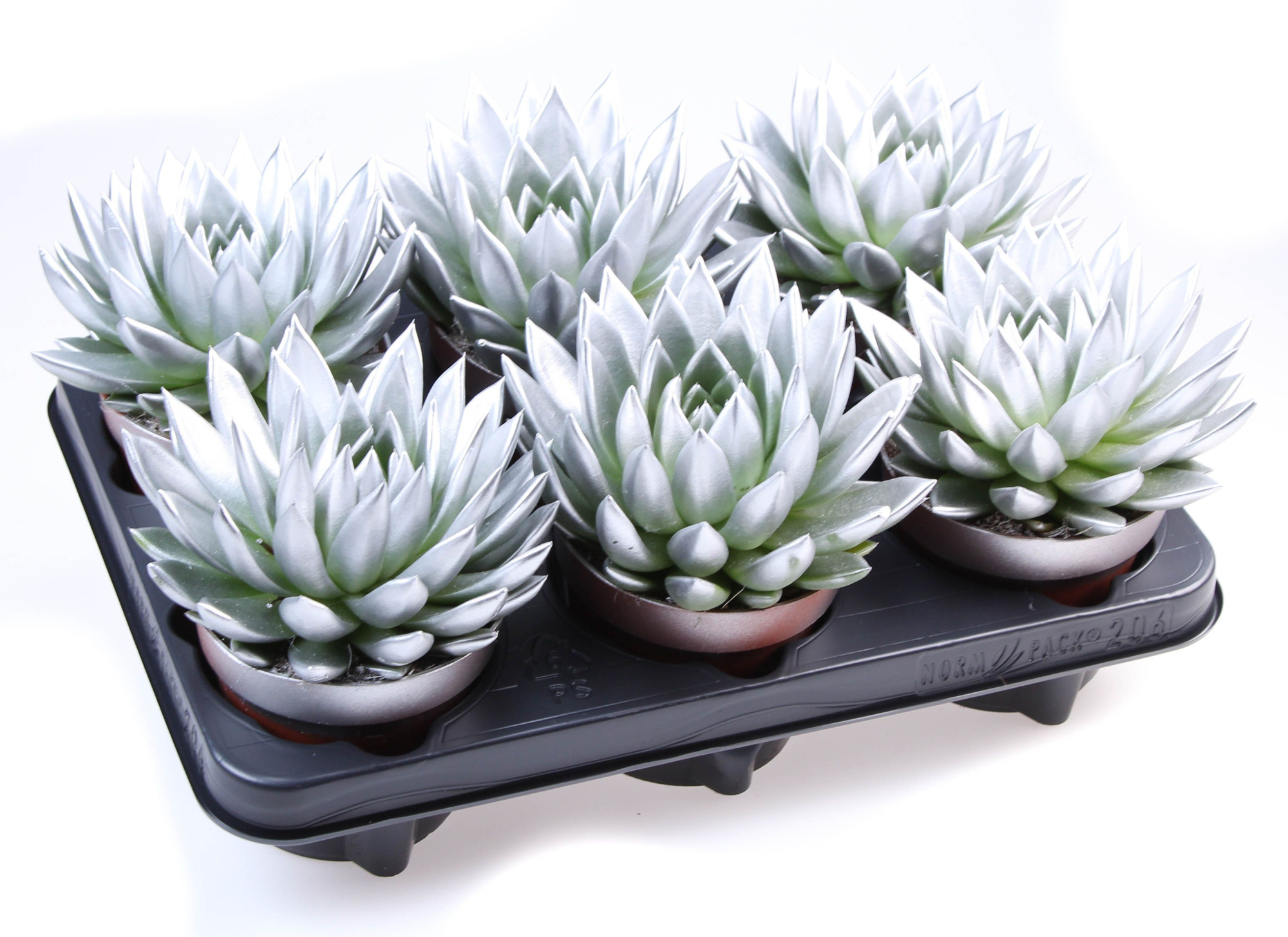 Rainbow silver, D 12