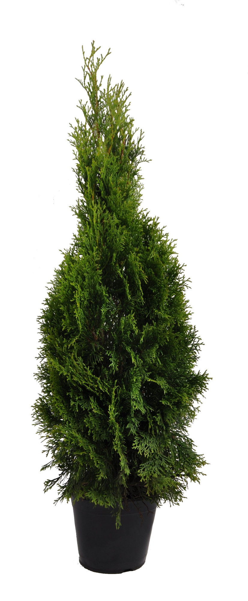 Thuja occ. Smaragd, plantmaat 80-100 cm - Rondgestoken -, D 21