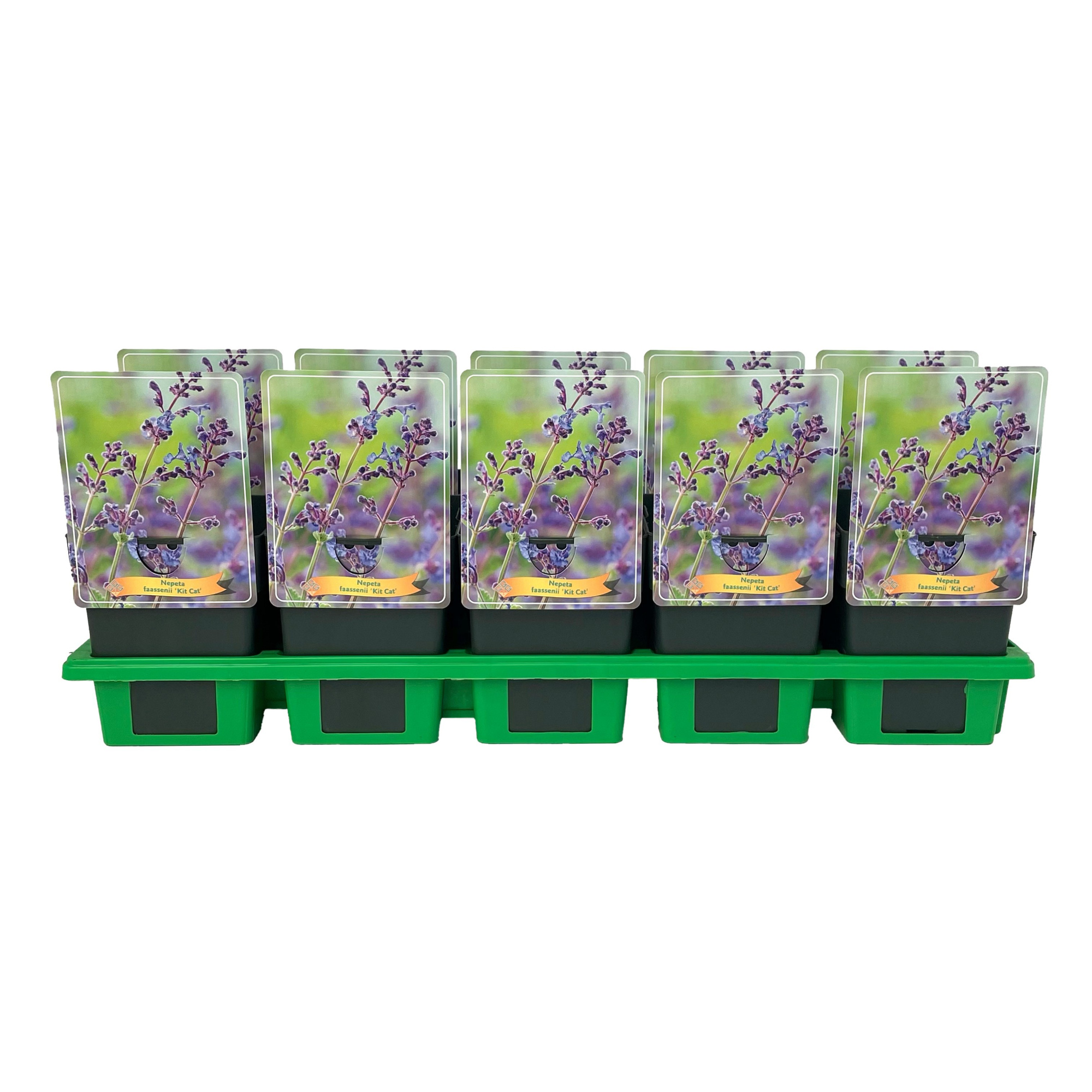Nepeta faassenii 'Kit Cat' P11, D 11