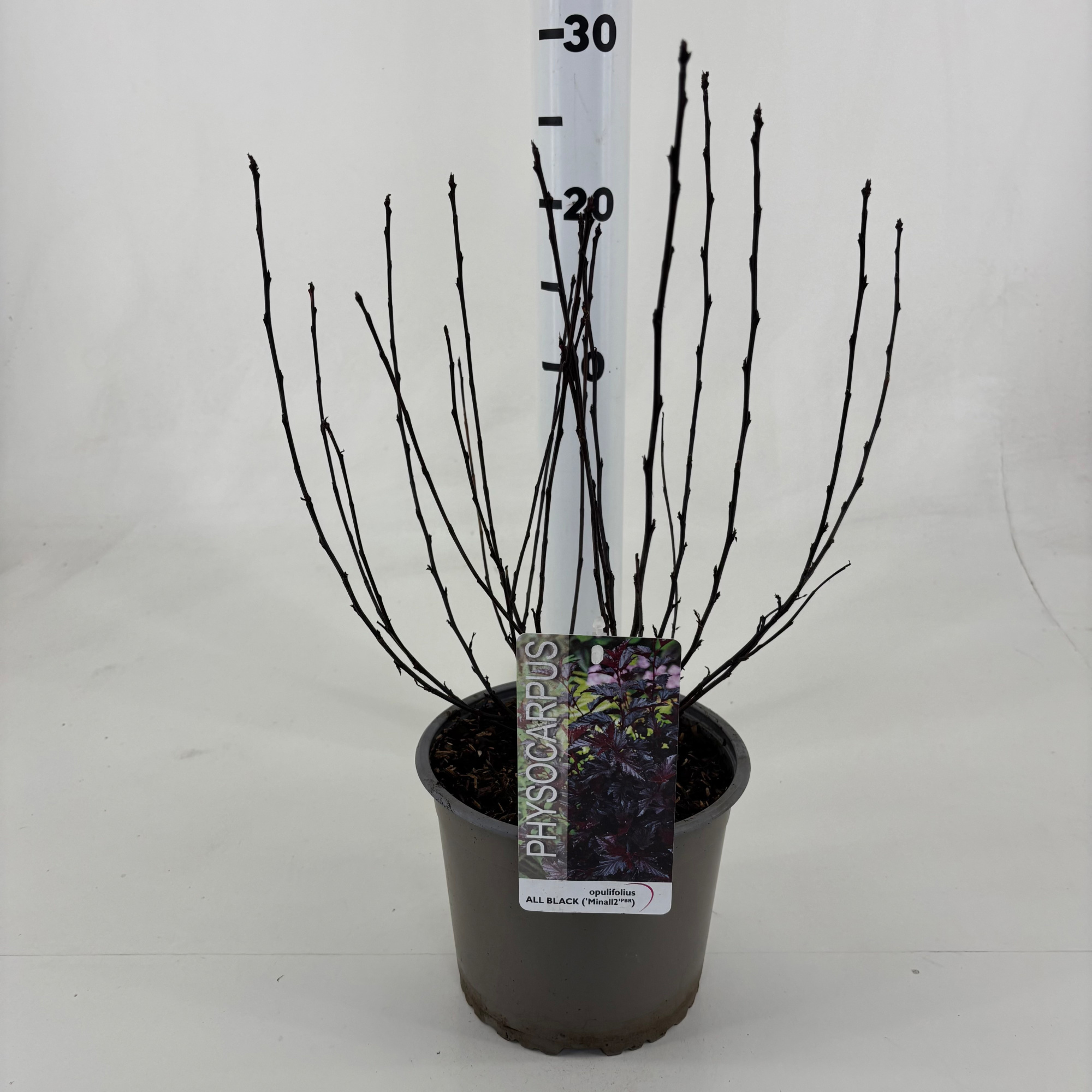 Physocarpus opulifolius All Black ® 'Minall2', D 19