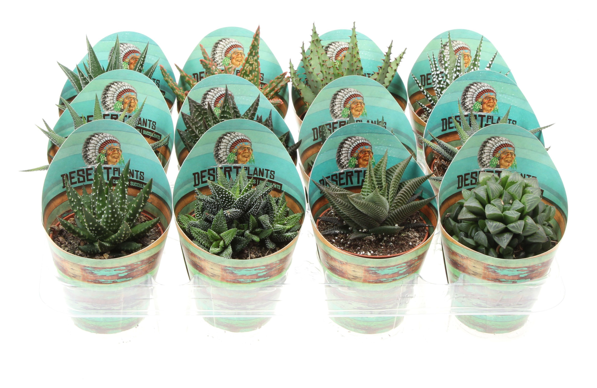 Potcover desert plants aloe mix, D 8,5
