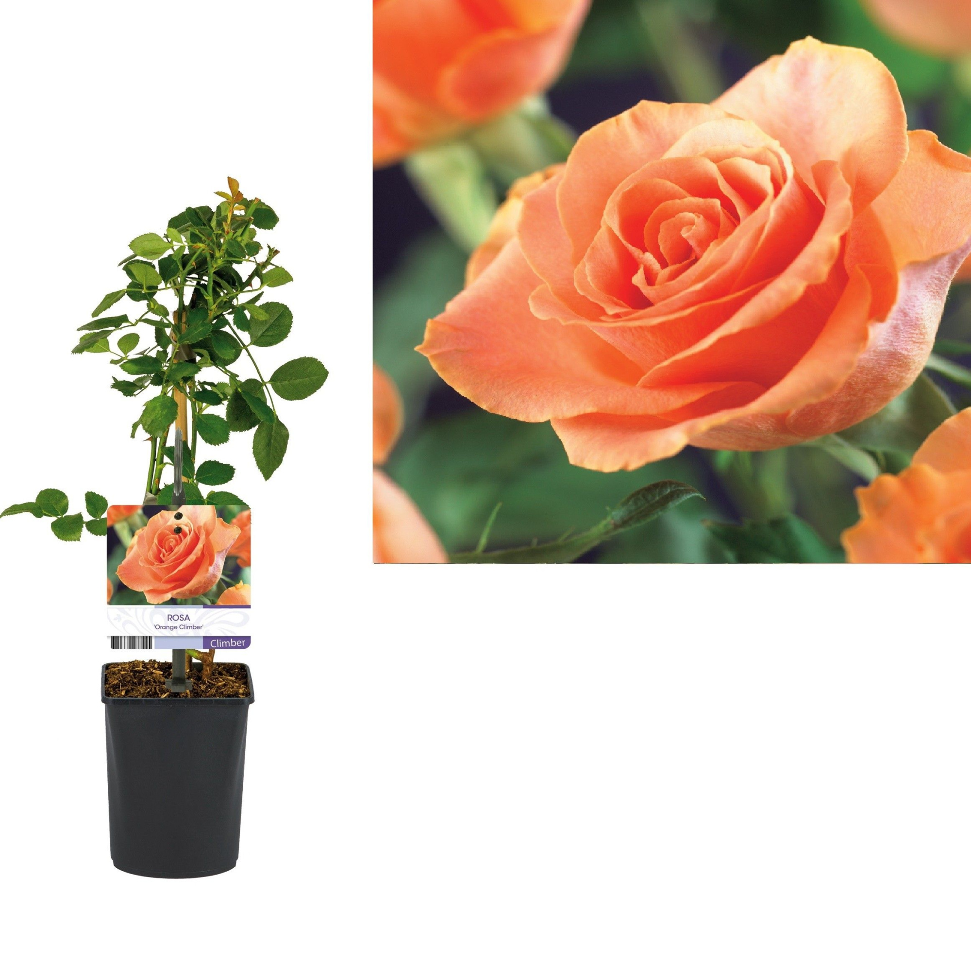 Rosa 'Orange Climber' +light label, D 11