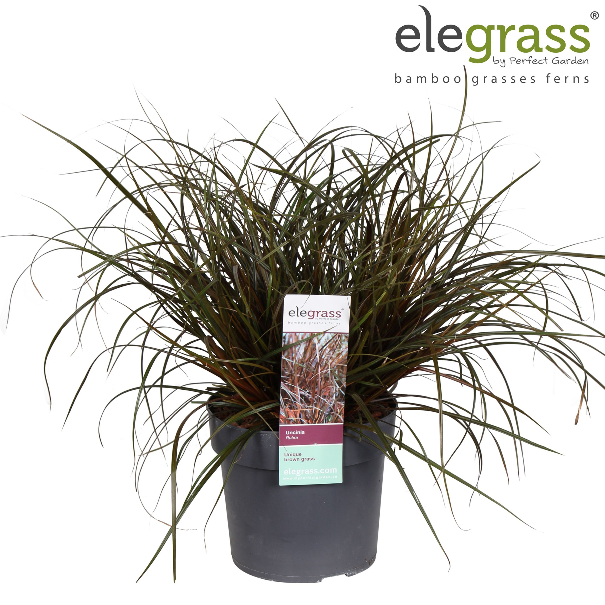 Uncinia Rubra P19, D 19