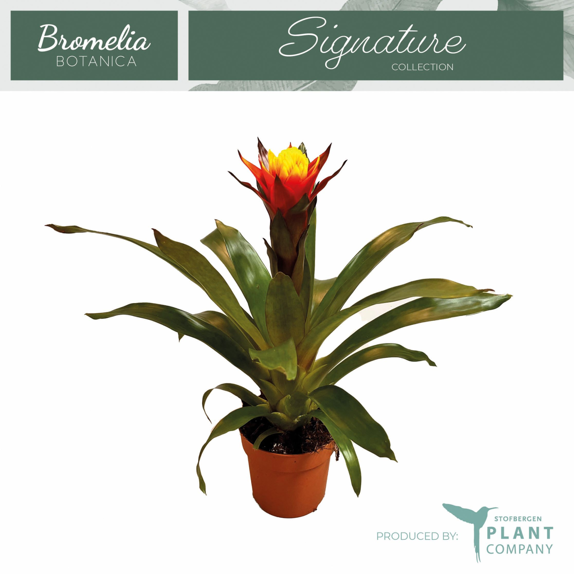 Guzmania Yeltix, D 12