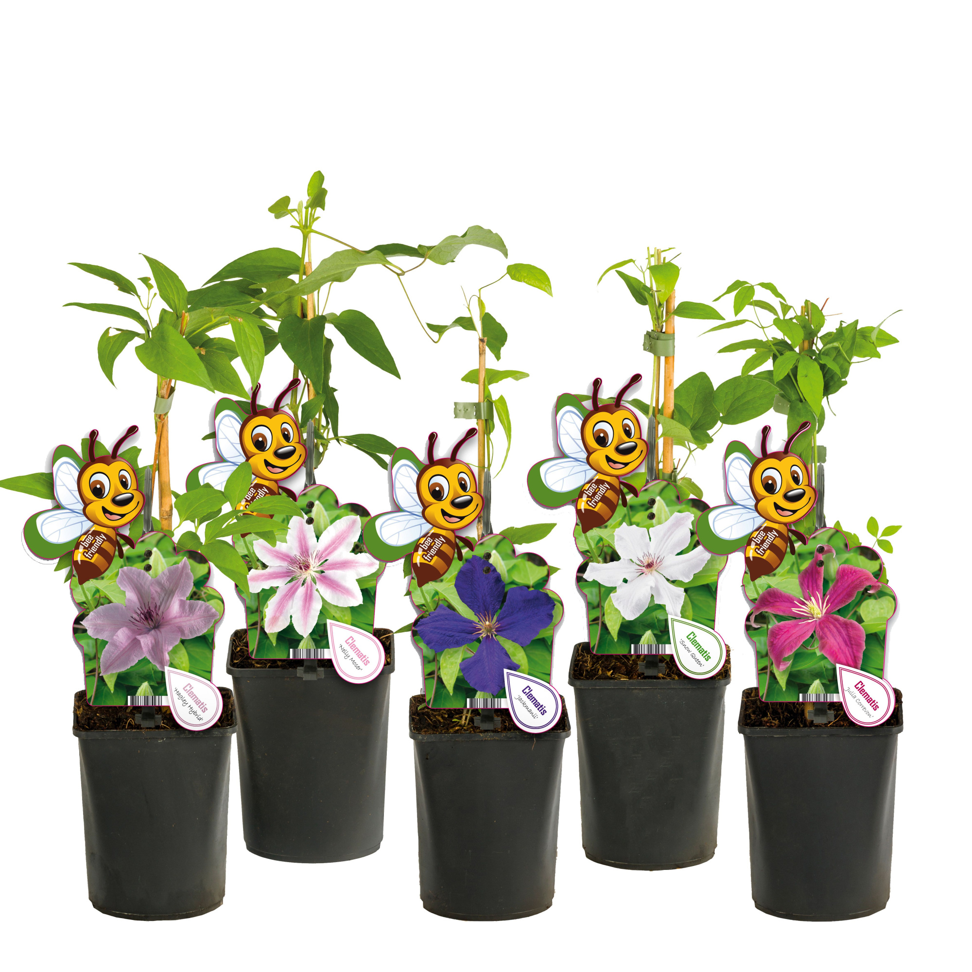 Mixshelf Clematis +bee label, D 11