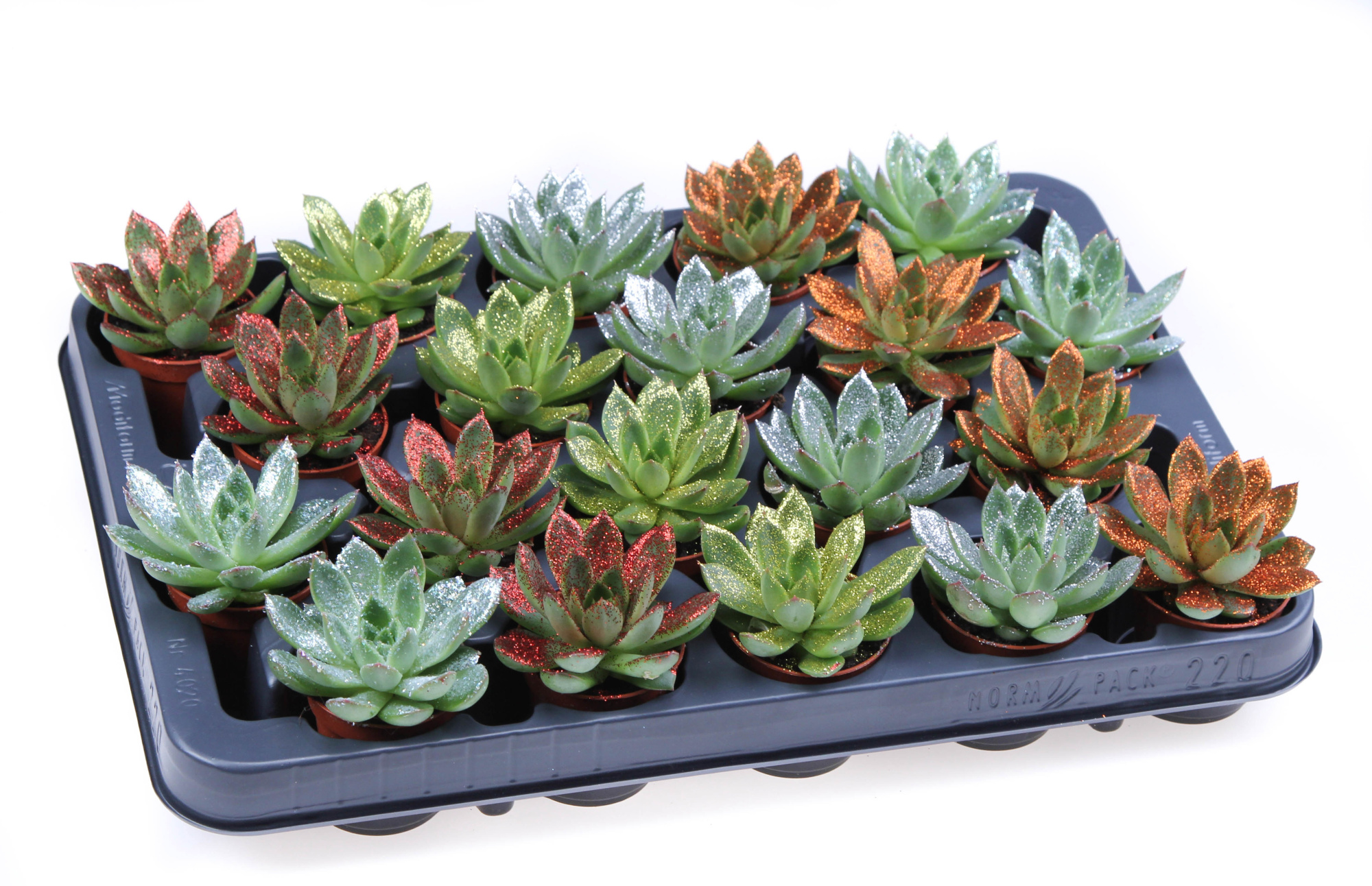 Bio miranda naturel glittermix, D 5,5