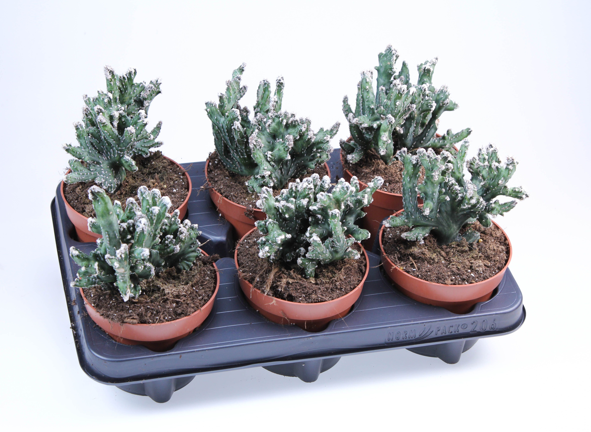 Monvillea Spegazzini Monstrosa, D 12