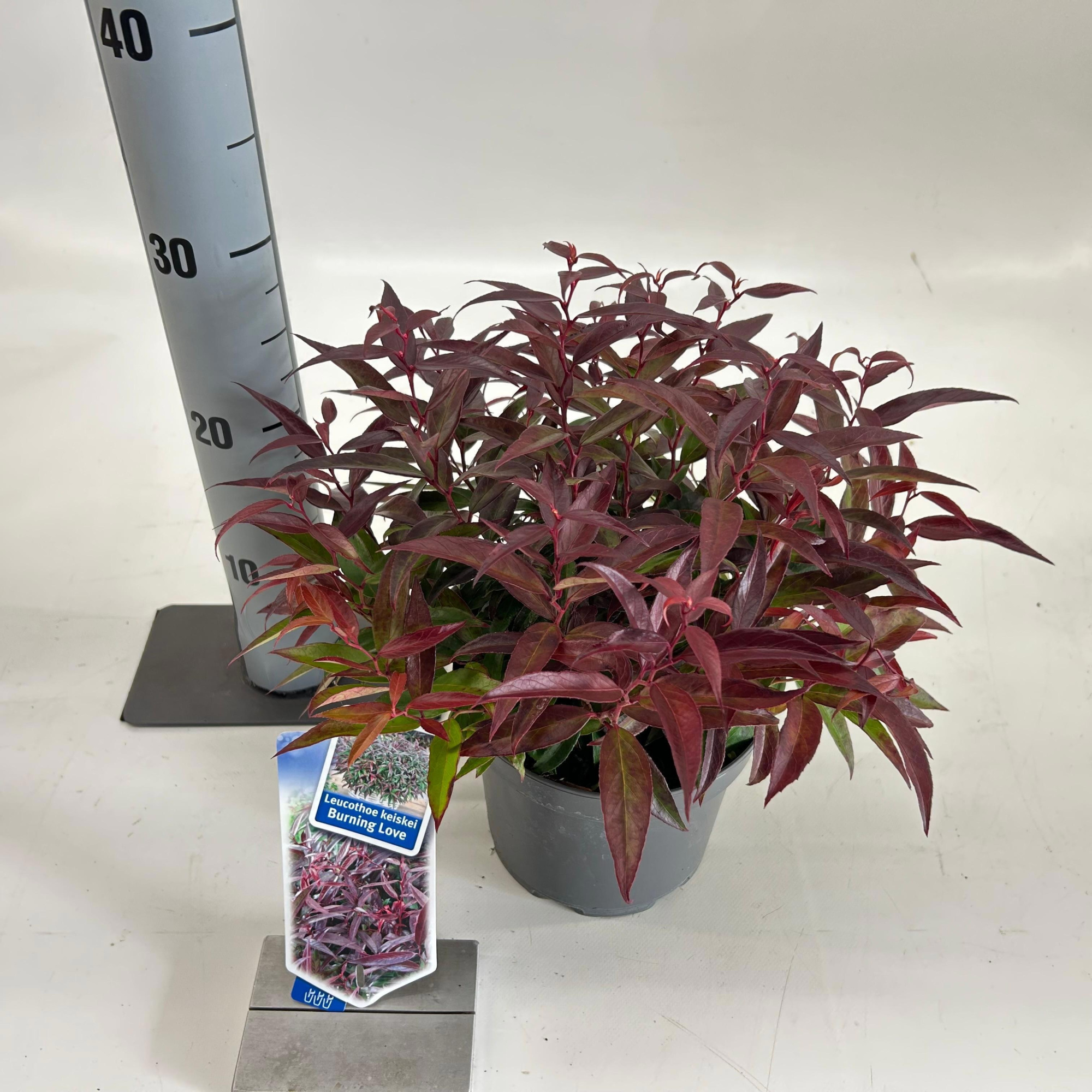 Leucothoë keiskei 'Burning Love', D 17