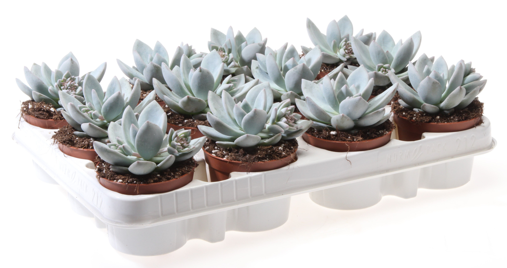 Echeveria ice crystal, D 8,5