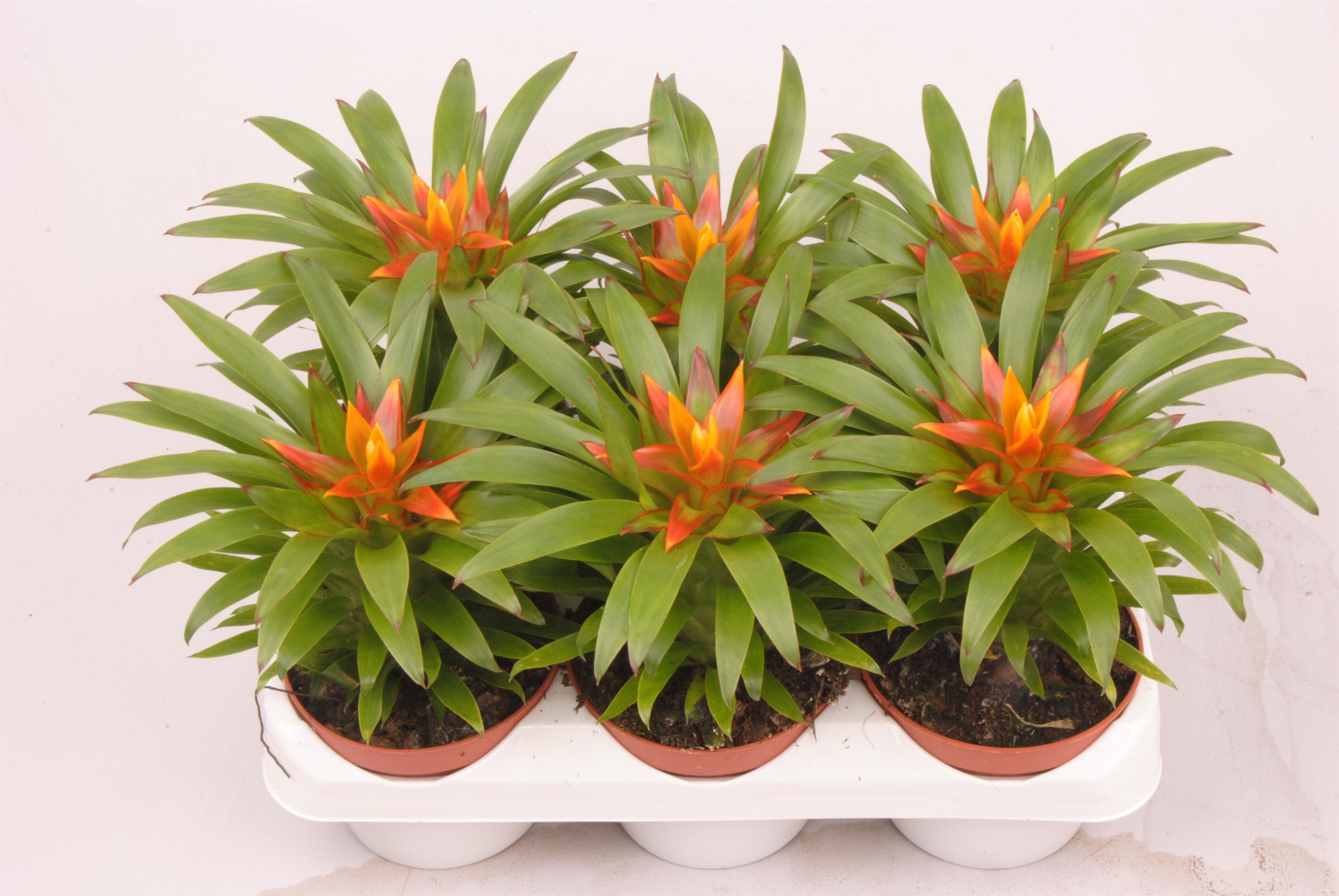 Guzmania Theresa, D 9