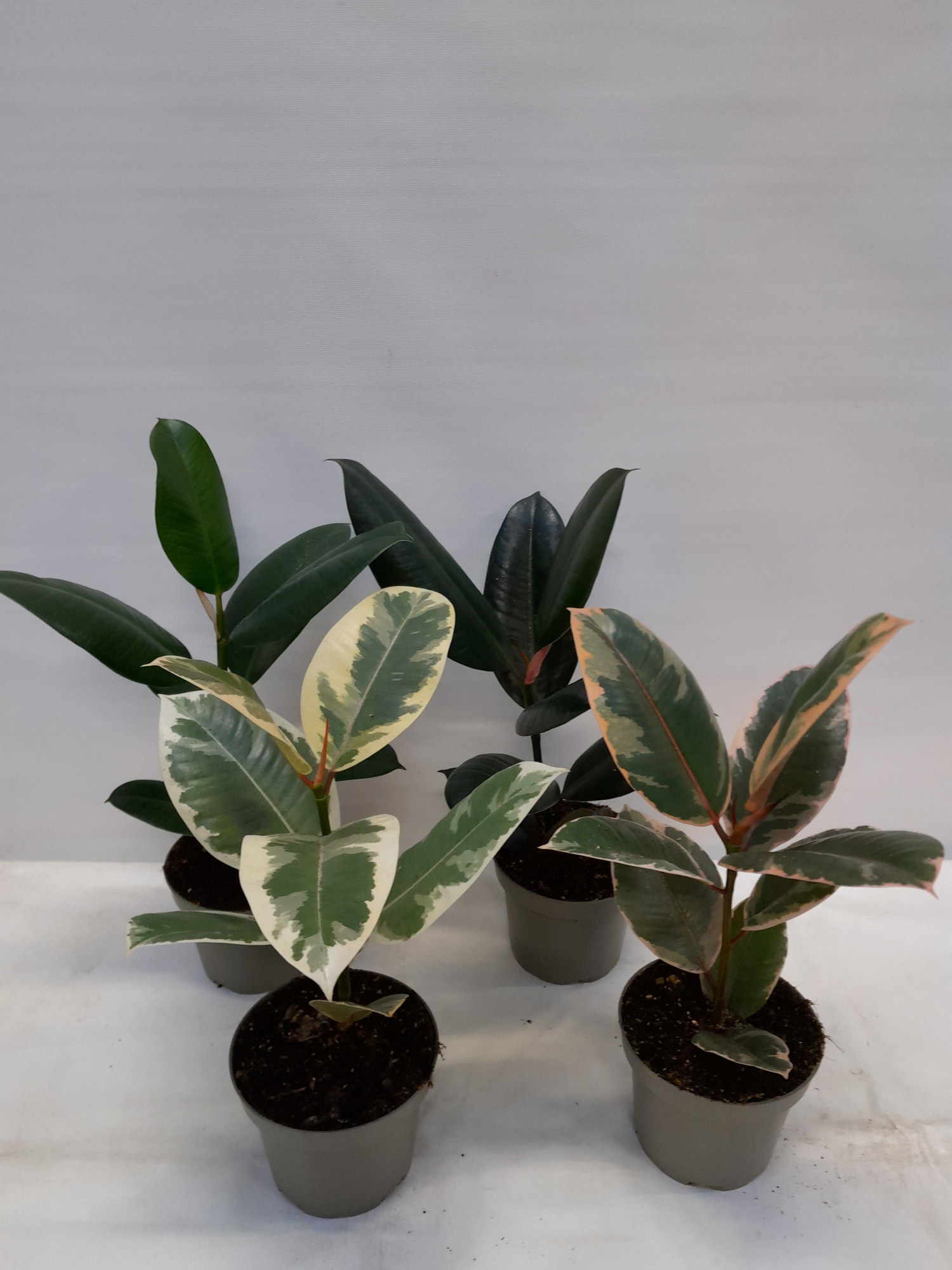 FICUS ELASTICA 'ROBUSTA MIX', D 12