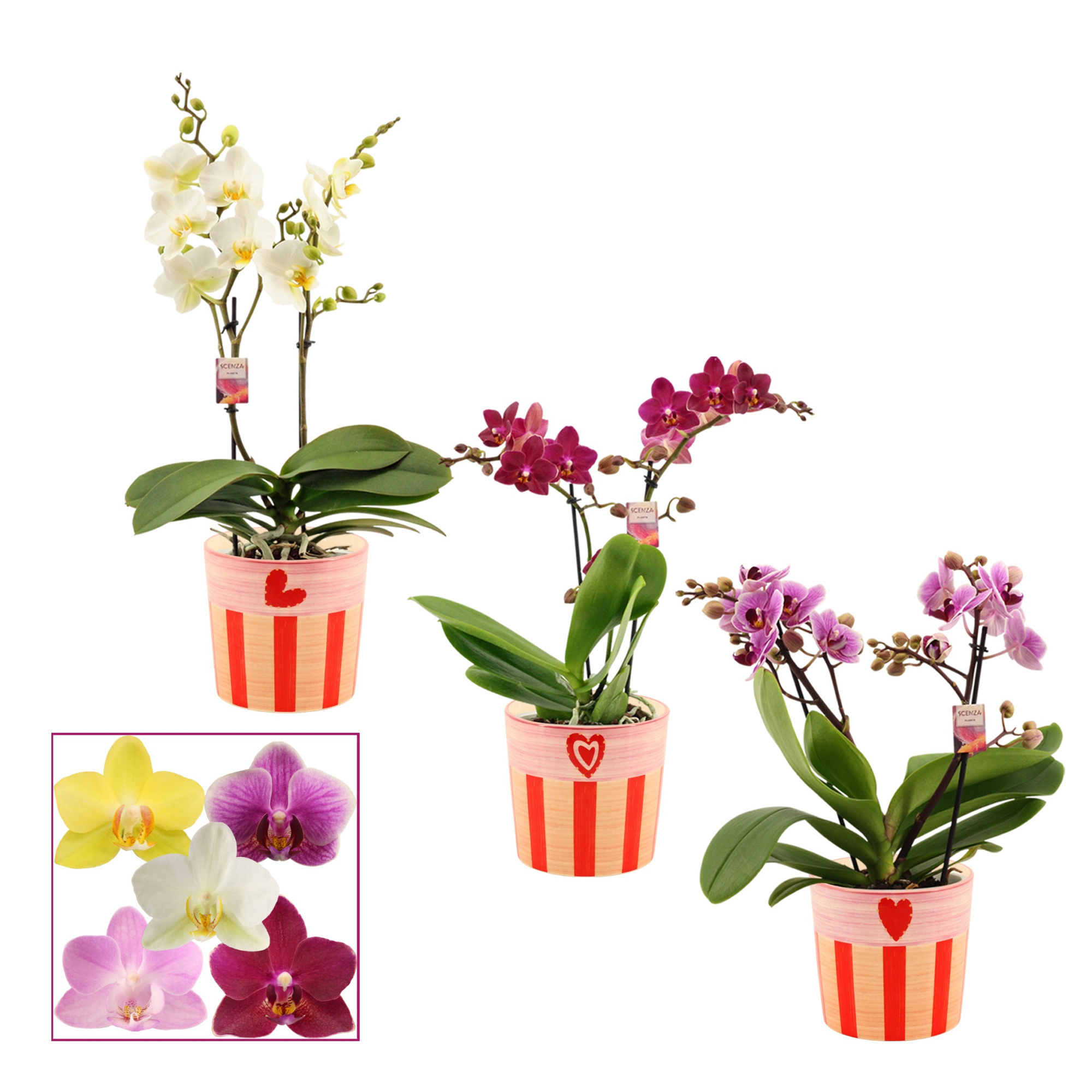 Phalaenopsis multiflora 2 tak mix in Romée (Sympathetic moods-co, D 12