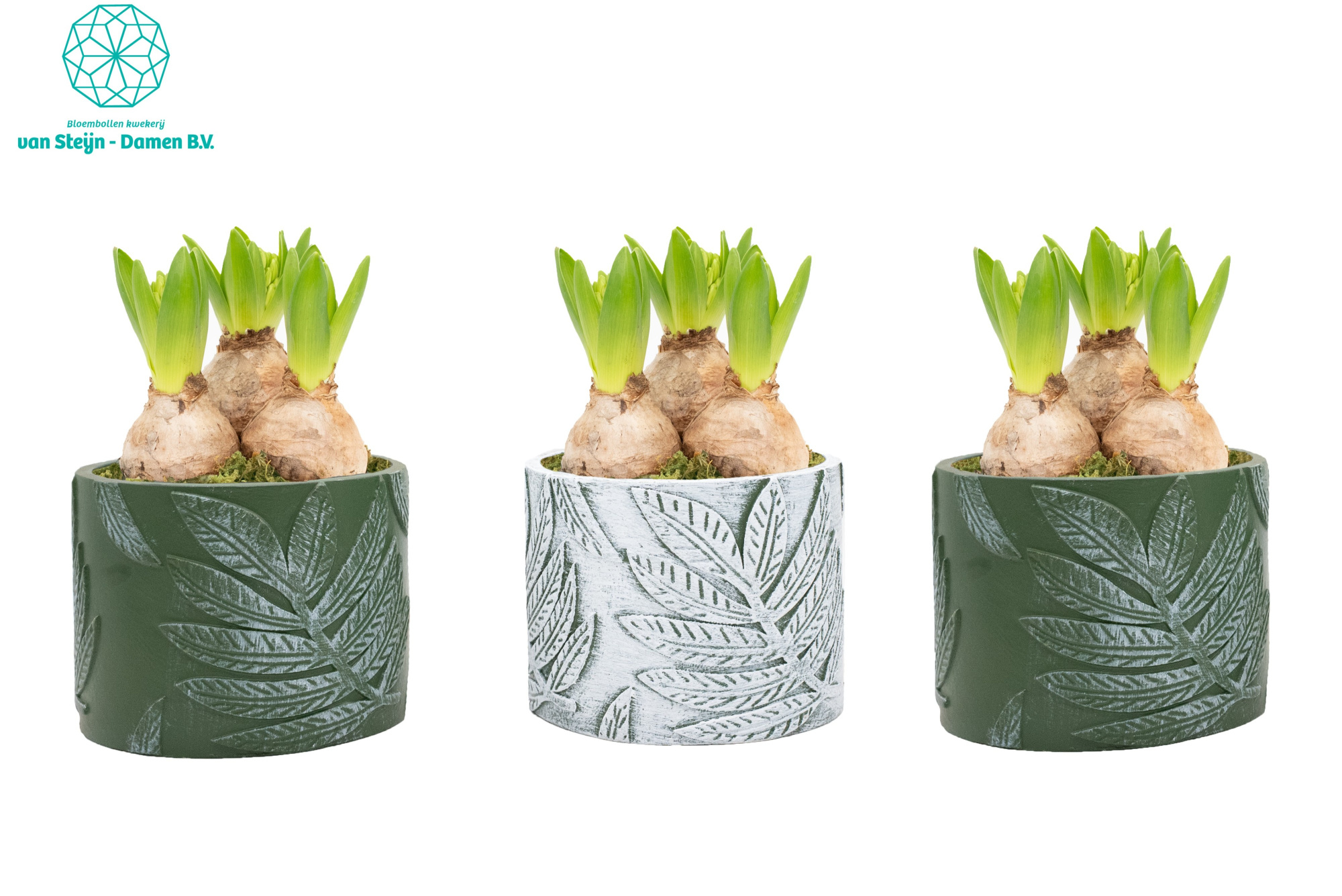 Hyacinthus 'Botanical Bliss' (Without Moss), D 12