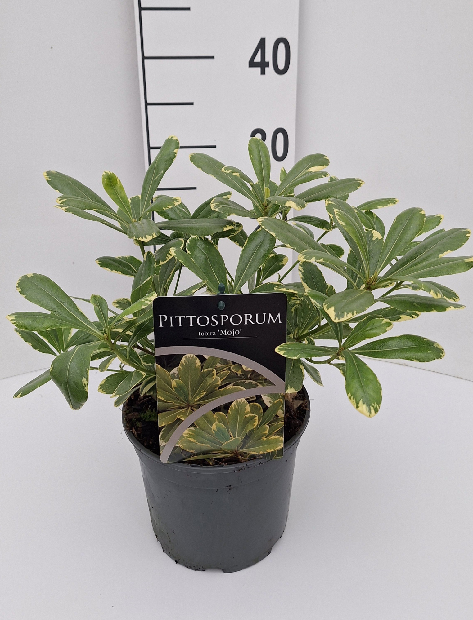 Pittosporum tobira Mojo, D 17