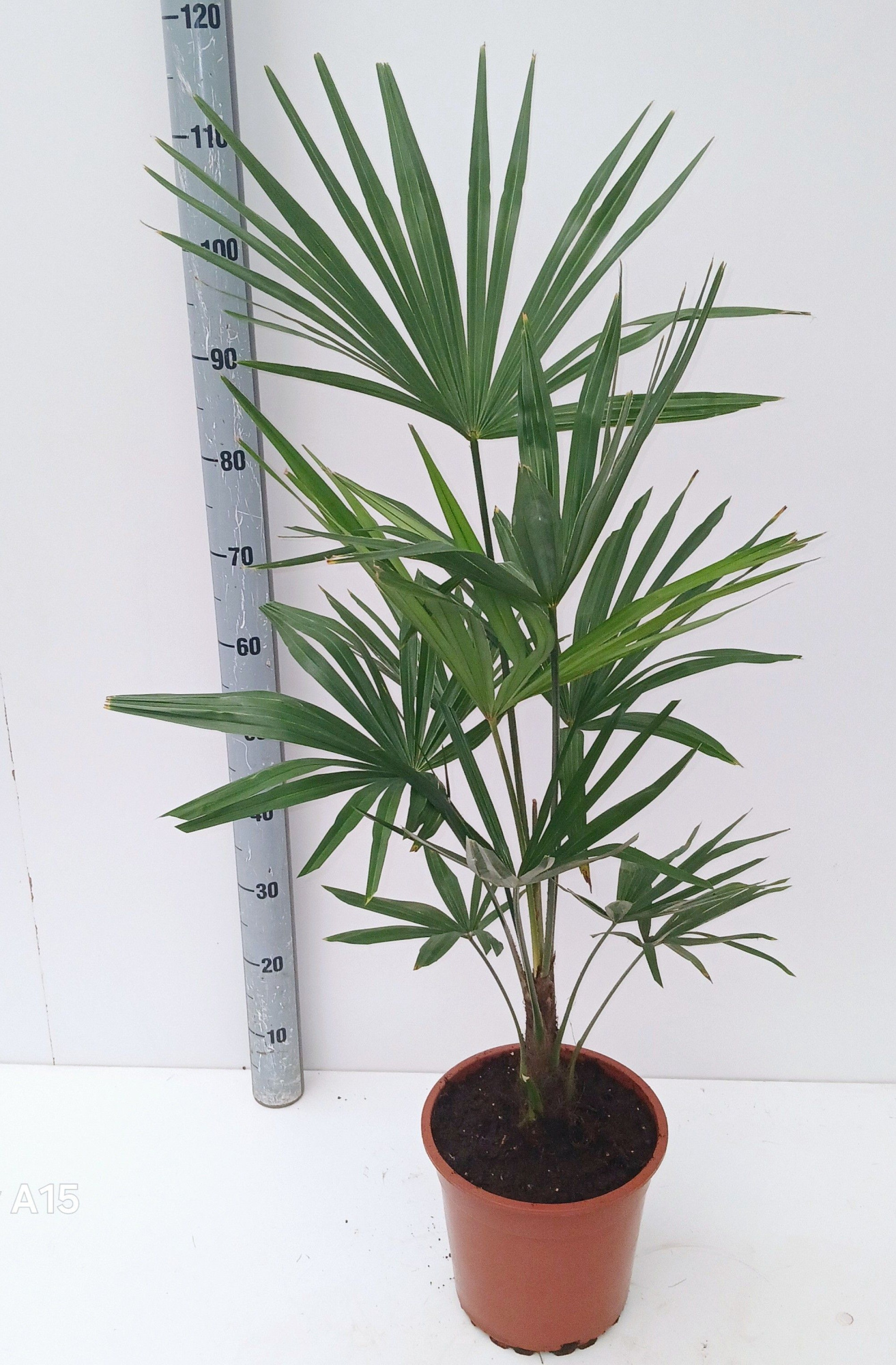 Trachycarpus fortunei, D 22