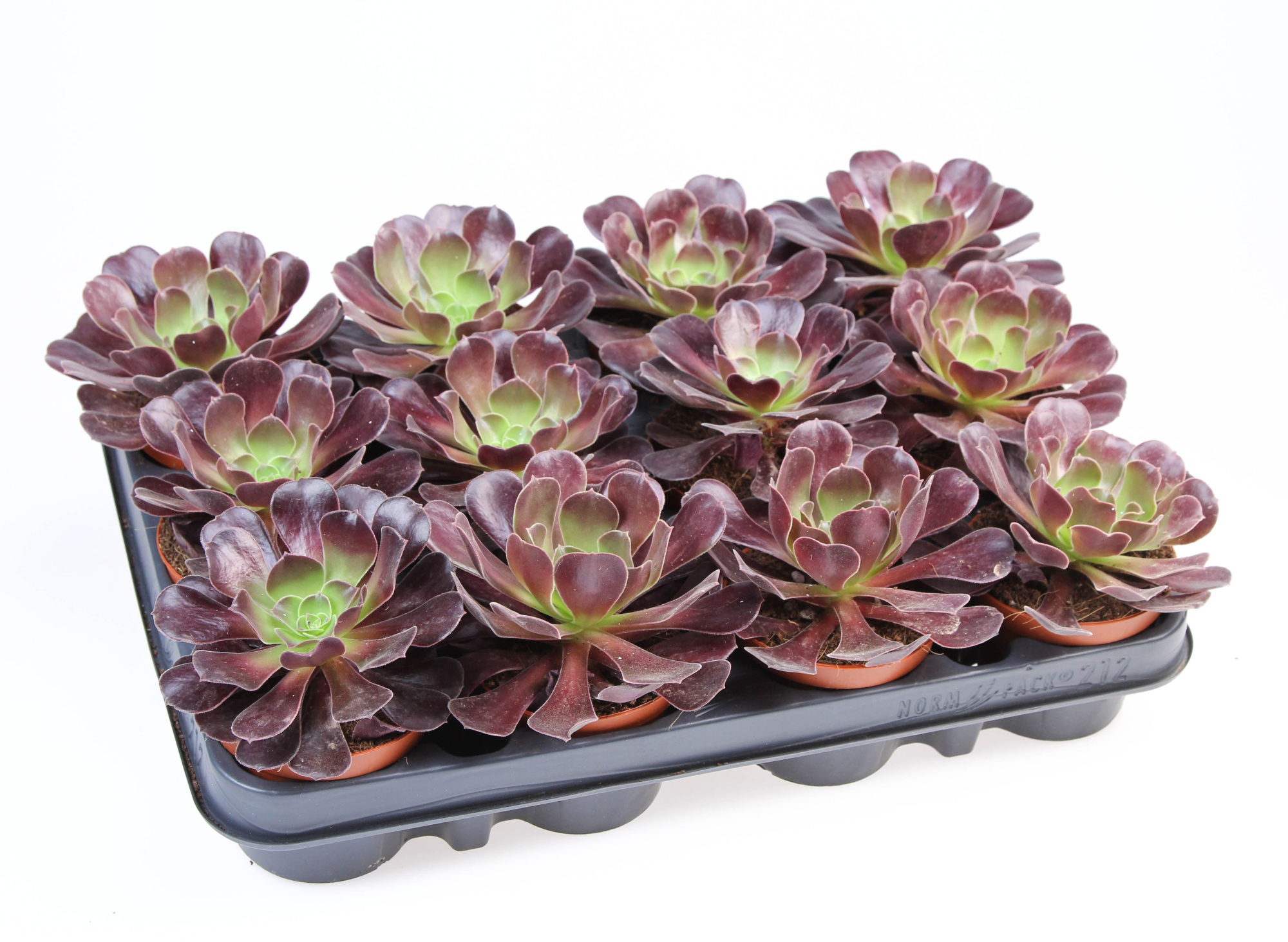 Aeonium arboreum black, D 8,5