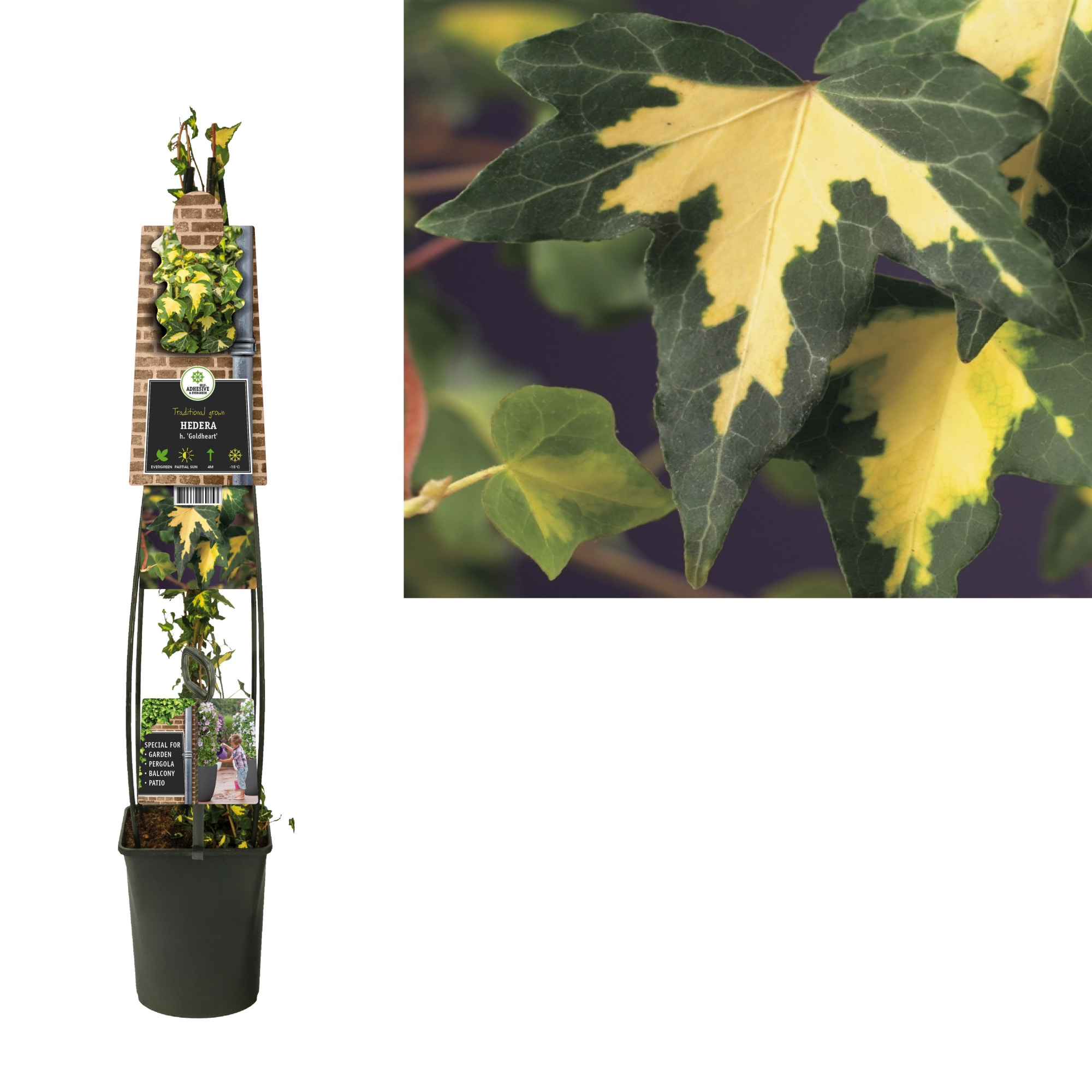 Hedera h. 'Goldheart' +3.0 label, D 23