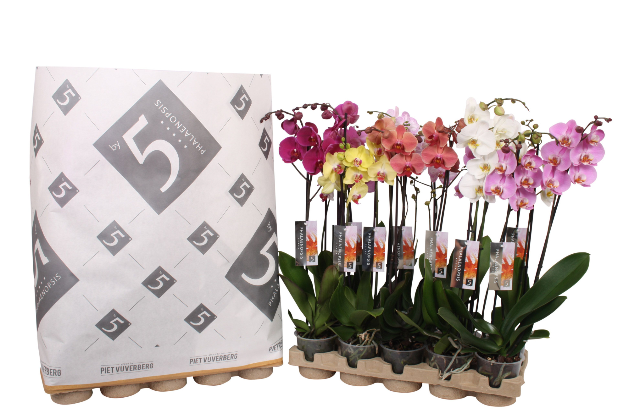 Phalaenopsis 2-spike 14+ mix in pulp tray, D 12