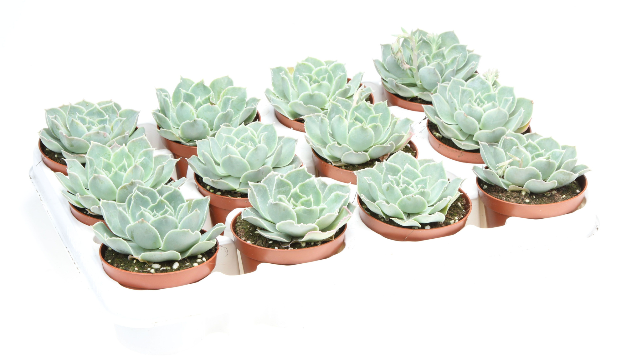 Echeveria cuspidata, D 8,5