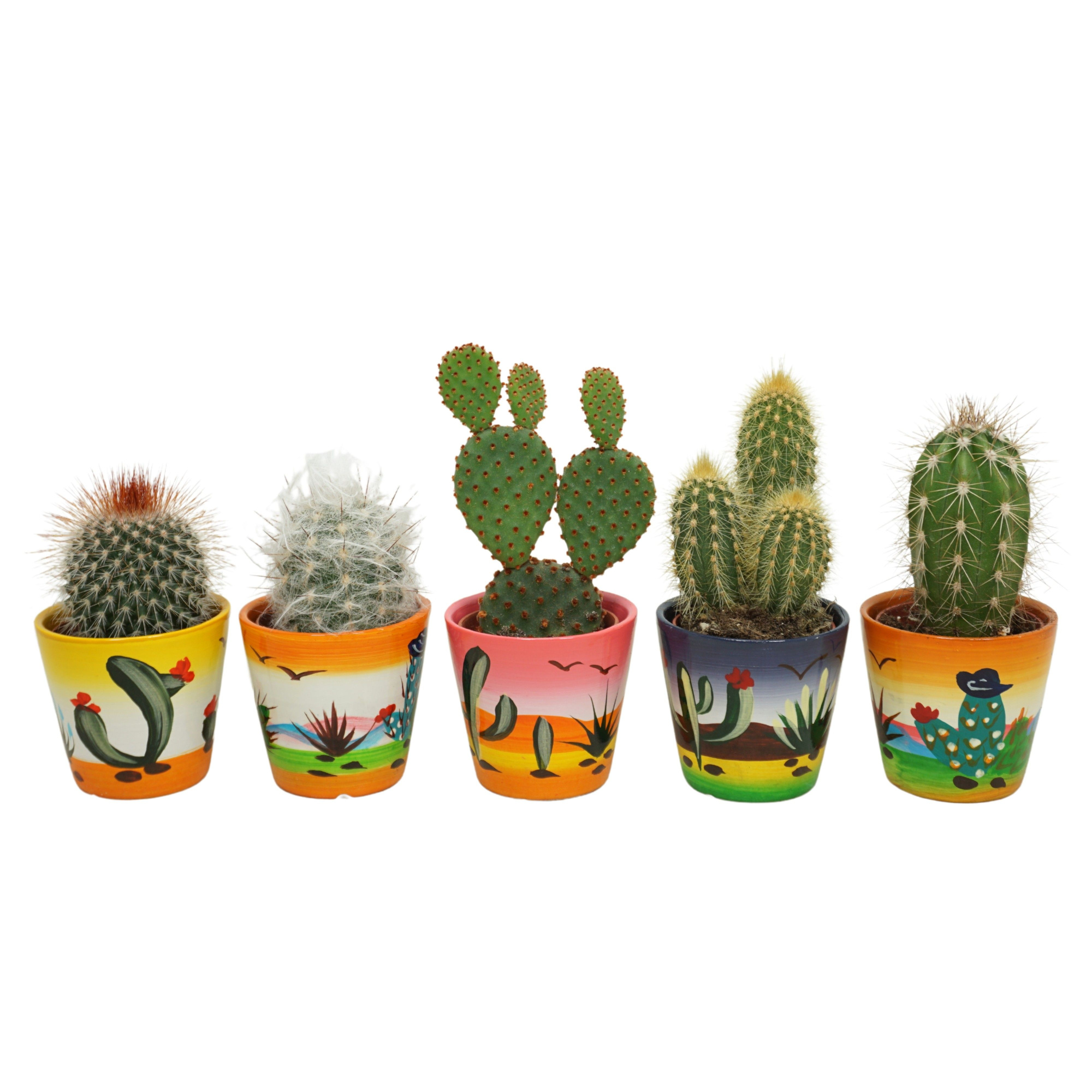 Cactus mix in 6 cm 'Decorpotje', D 5,5