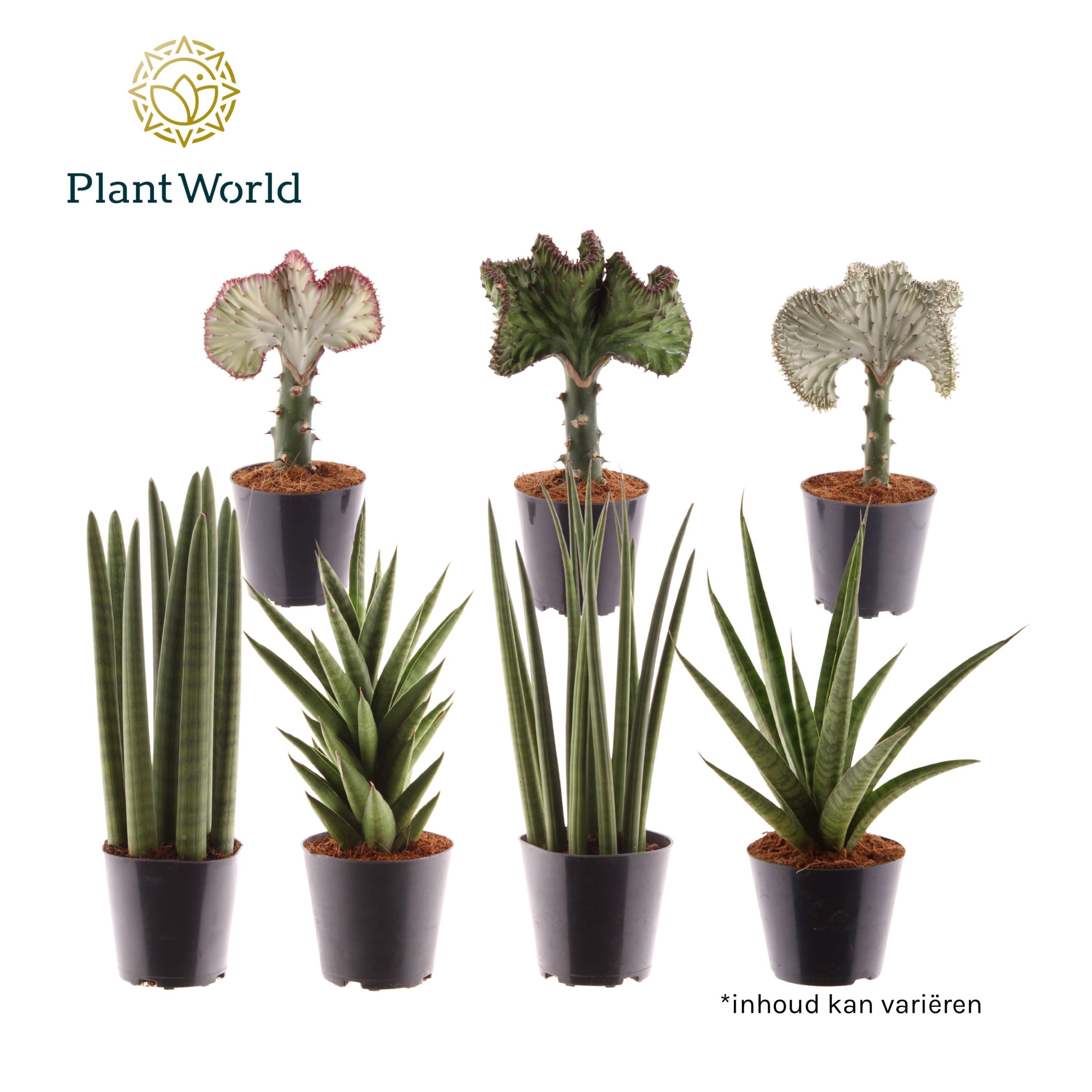 Summerstyle mix, D 12