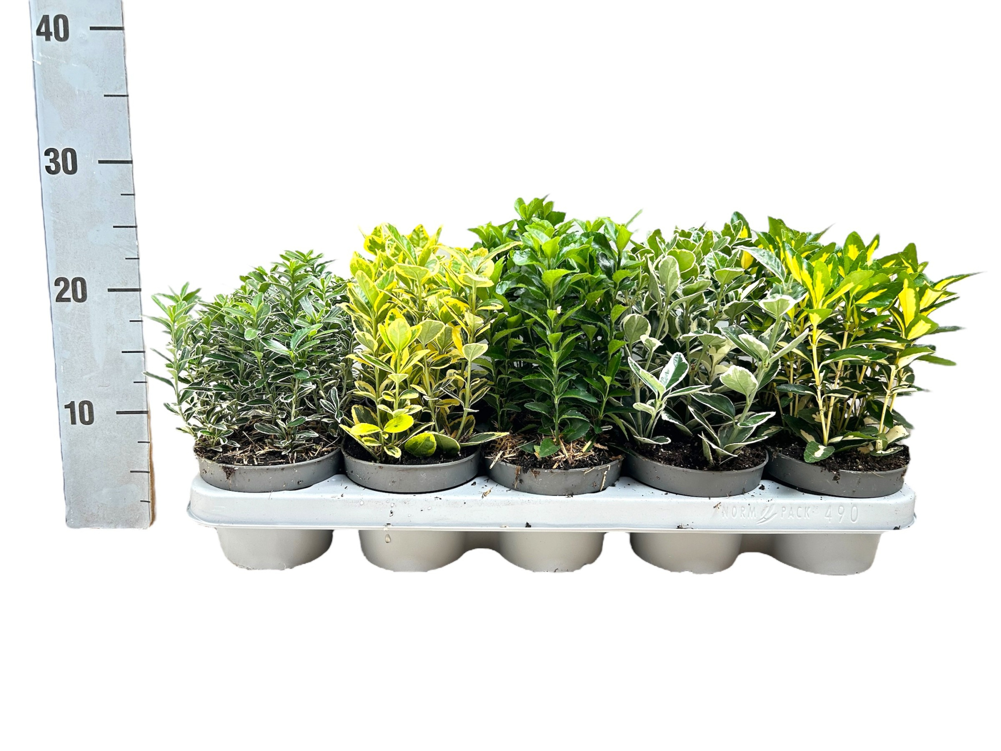 Euonymus japonicus mix P12, D 12