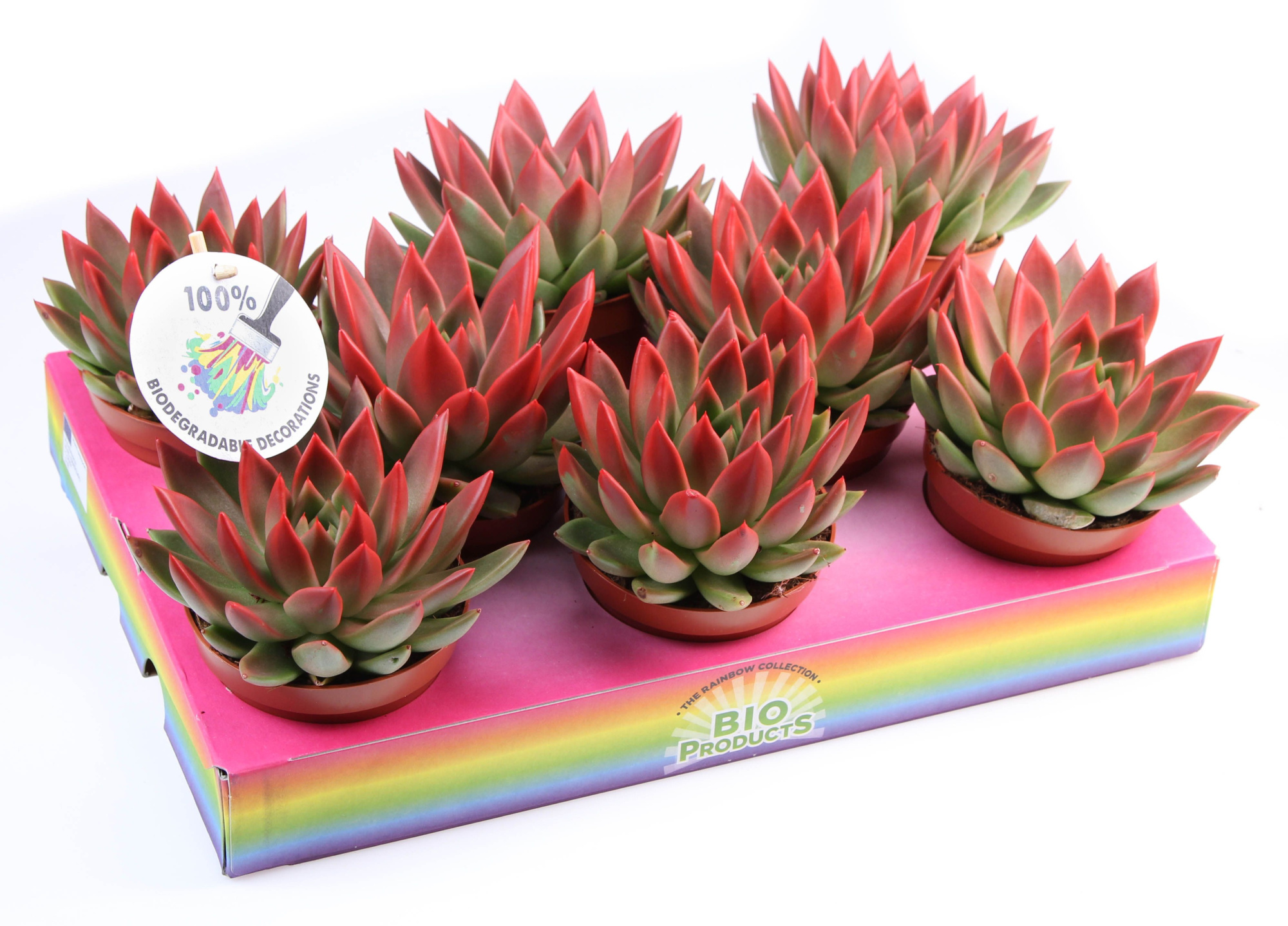 Miranda red tips, D 10,5