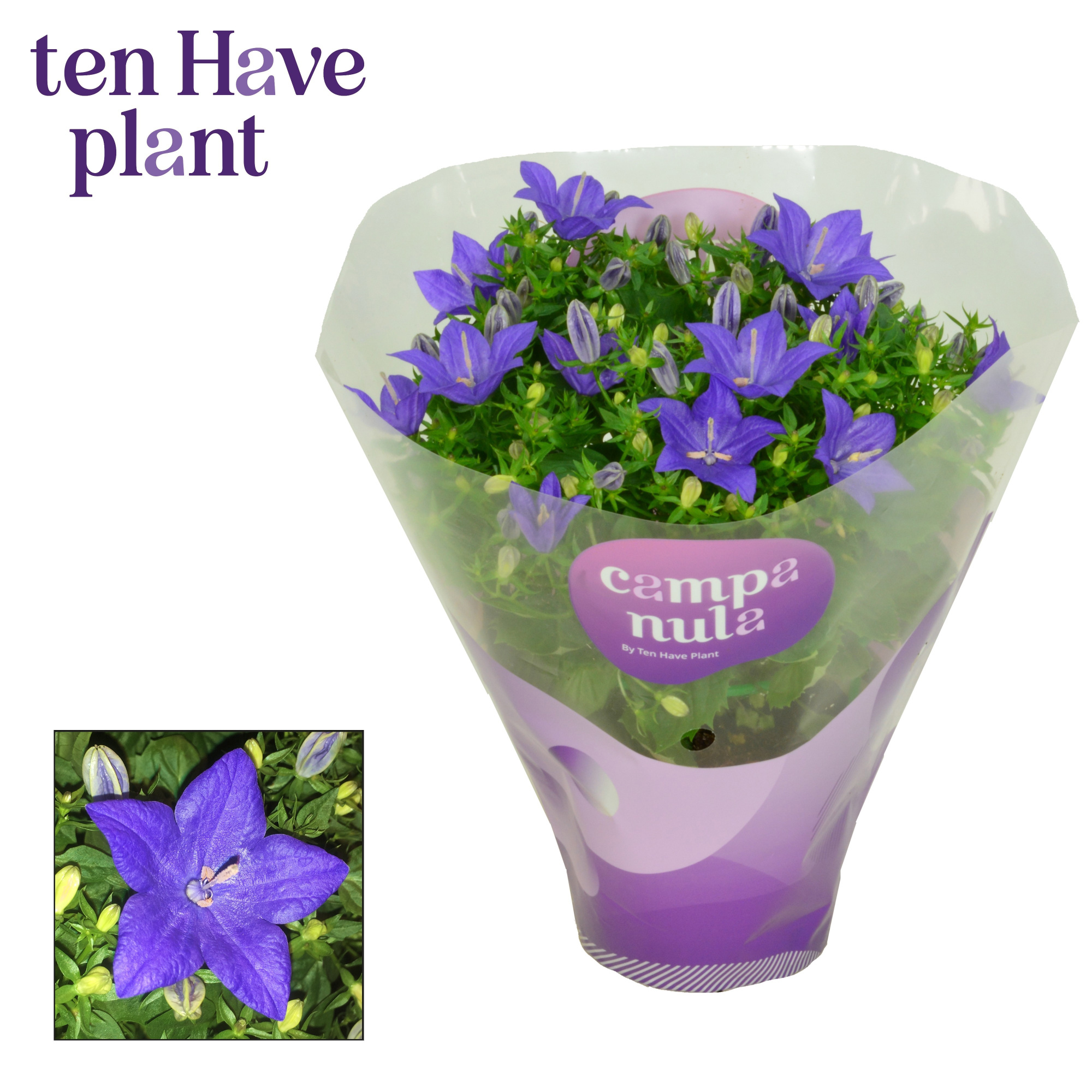 Campanula iso. 'Napoli' in Hoes, D 11