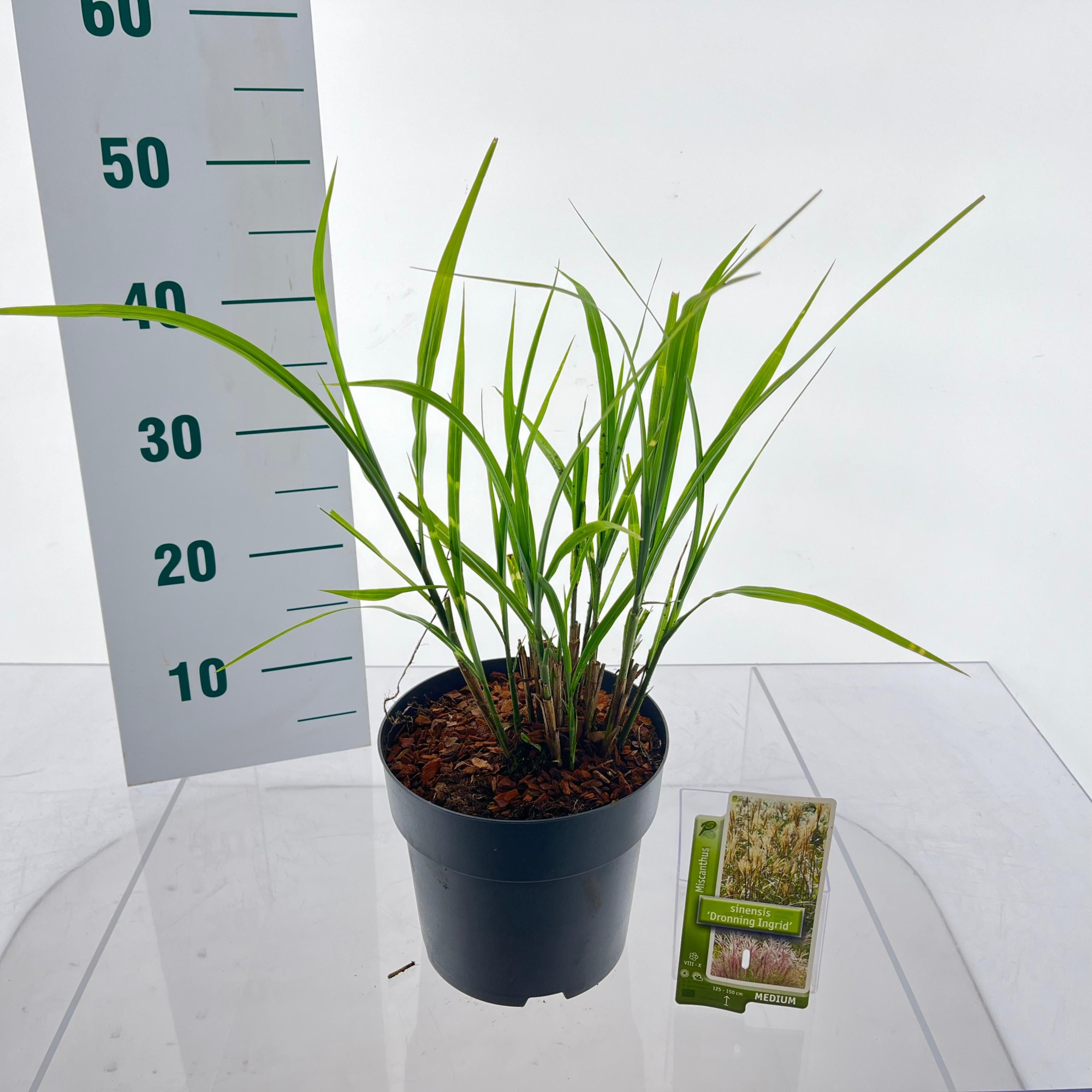 Miscanthus sin. 'Dronning Ingrid', D 19