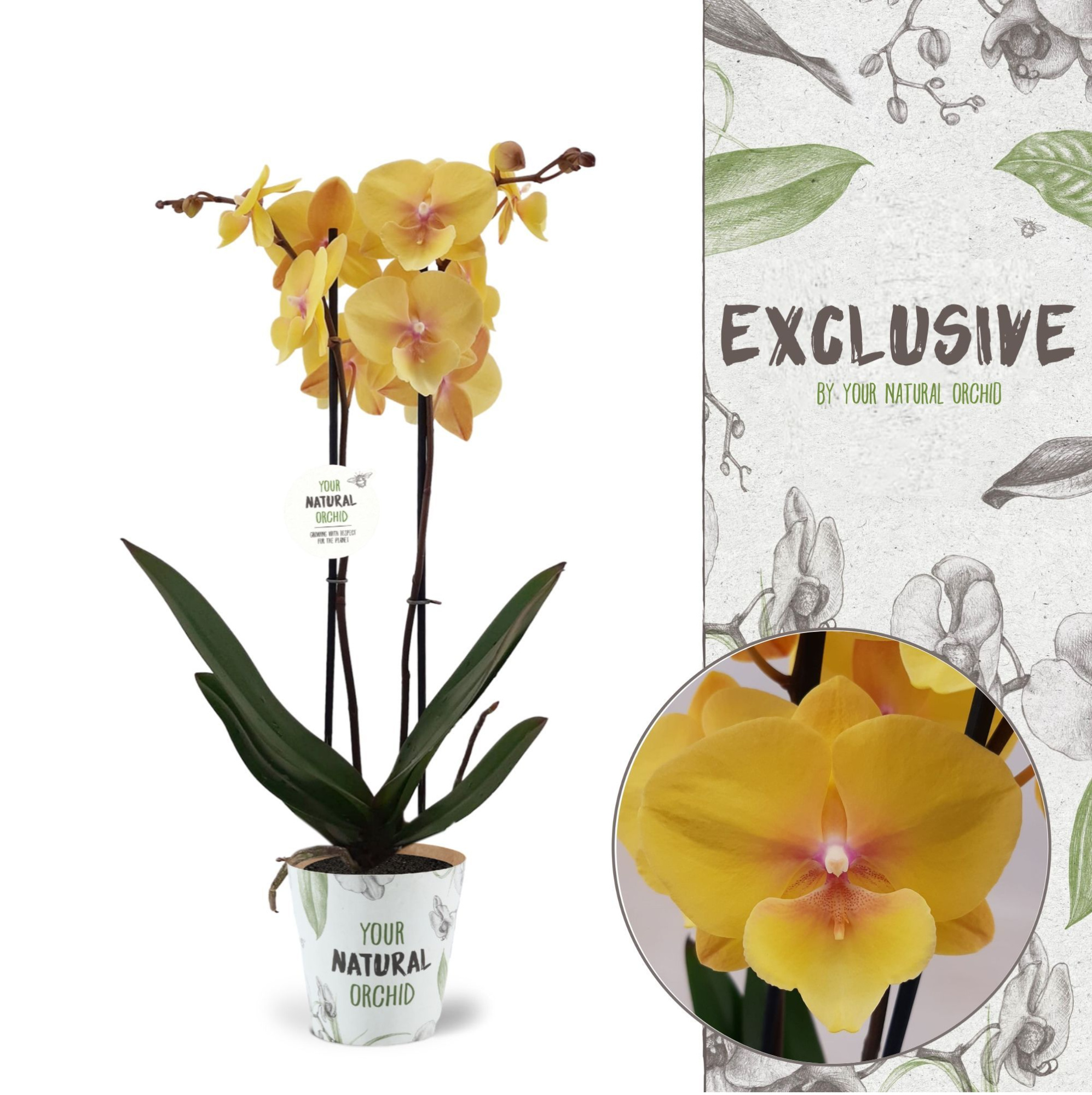 Your Natural Orchid | Manta Palau | Phalaenopsis 2 spike, D 12