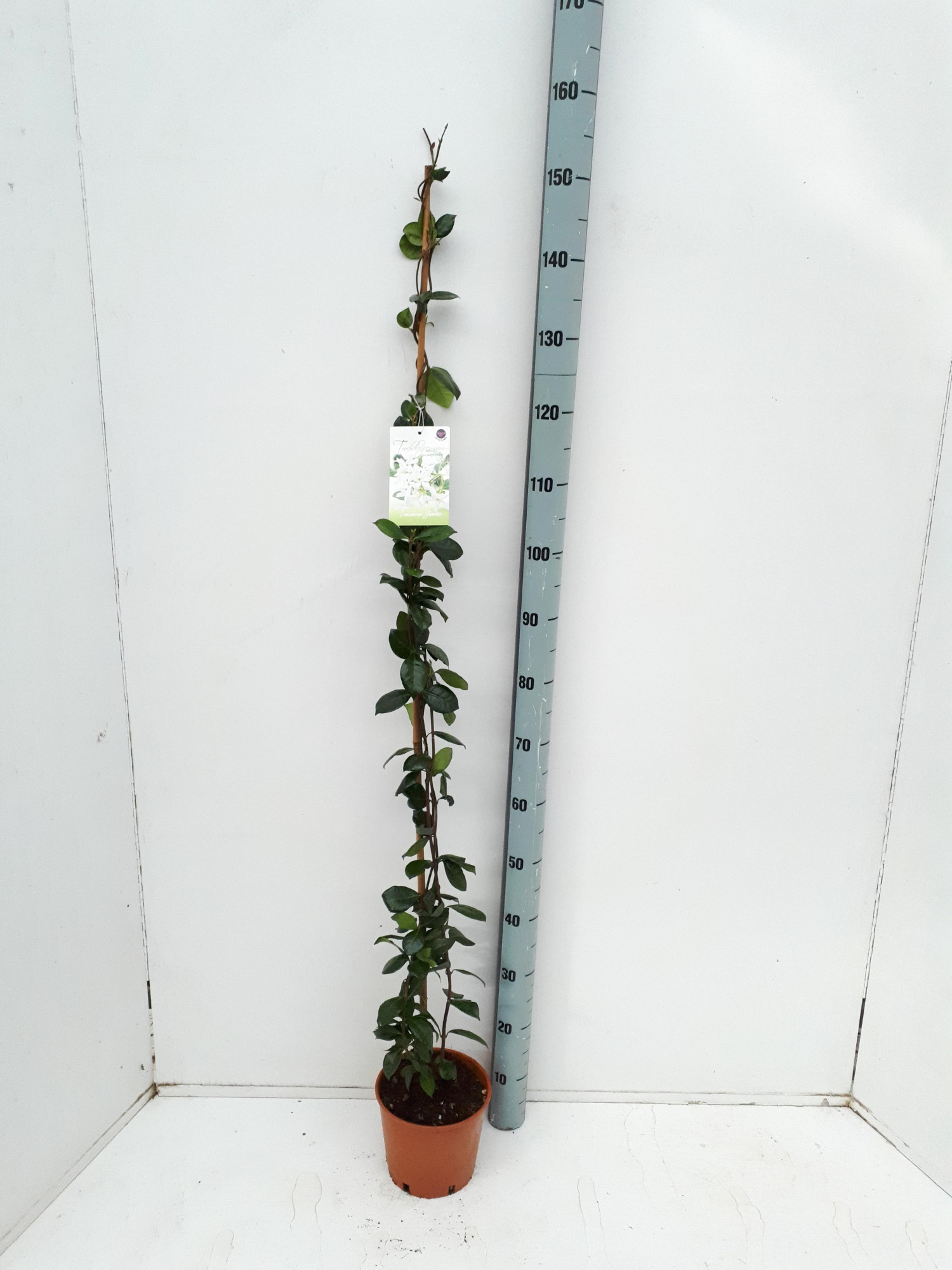 Trachelospermum jasminoides, D 19
