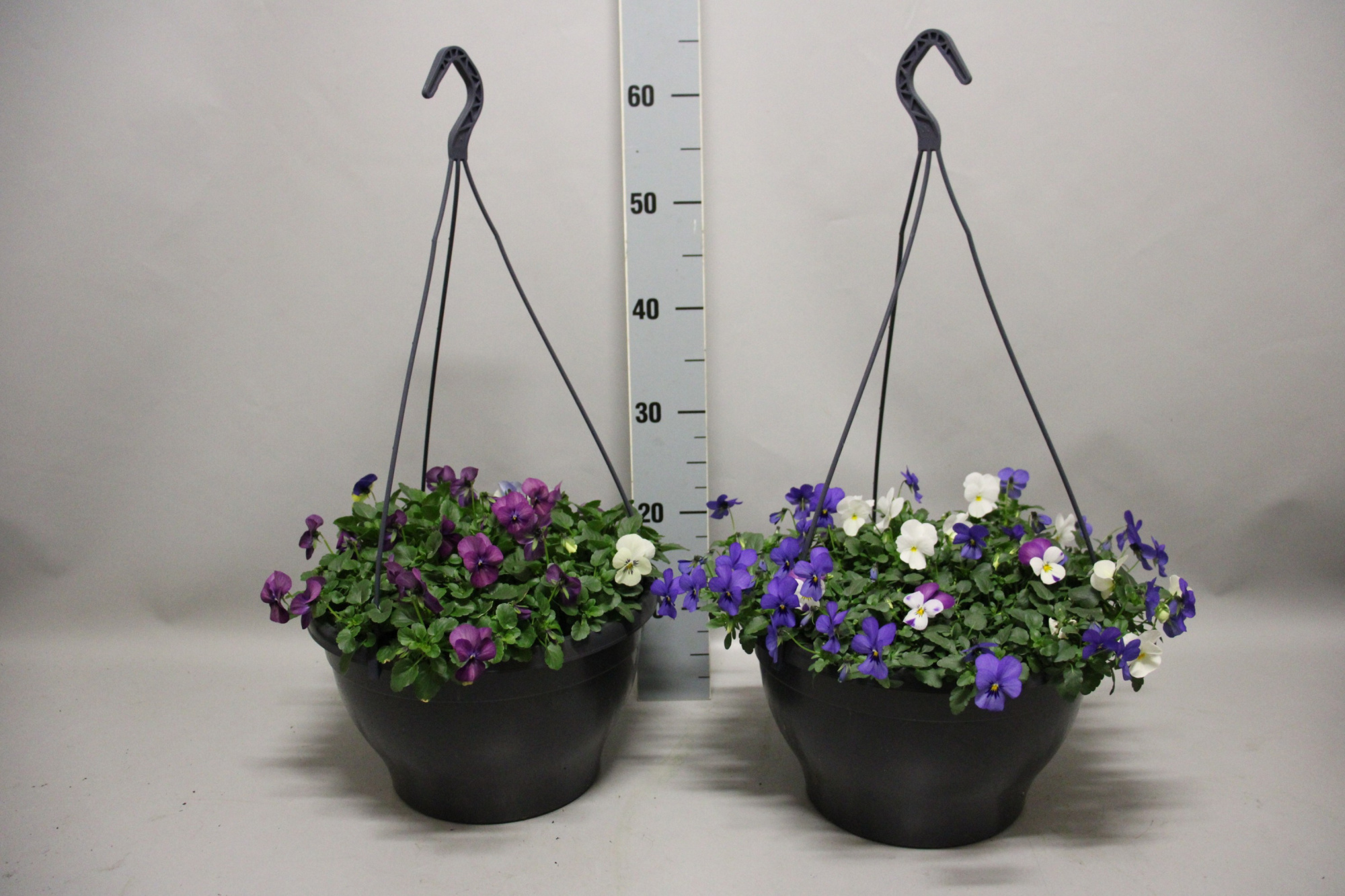 Viola Cornuta hangpot 30cm diverse kleuren, D 30