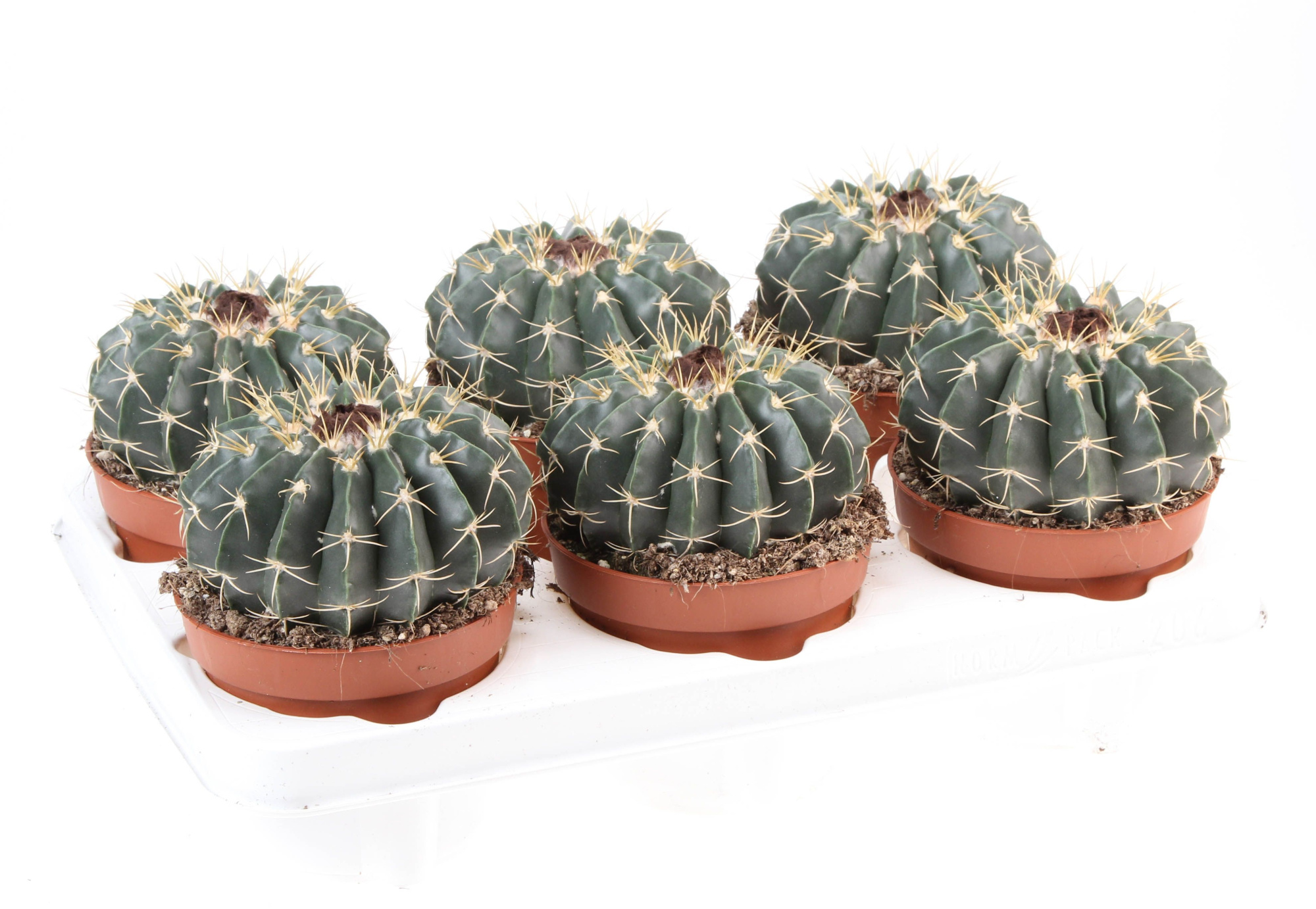 Notocactus Erinacereus, D 12