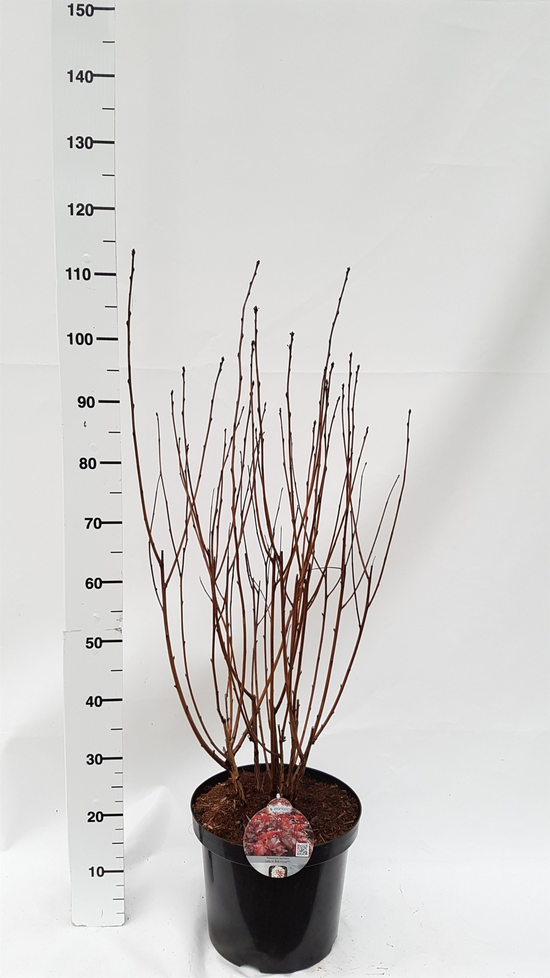 Physocarpus opulifolius 'Lady in Red', D 30