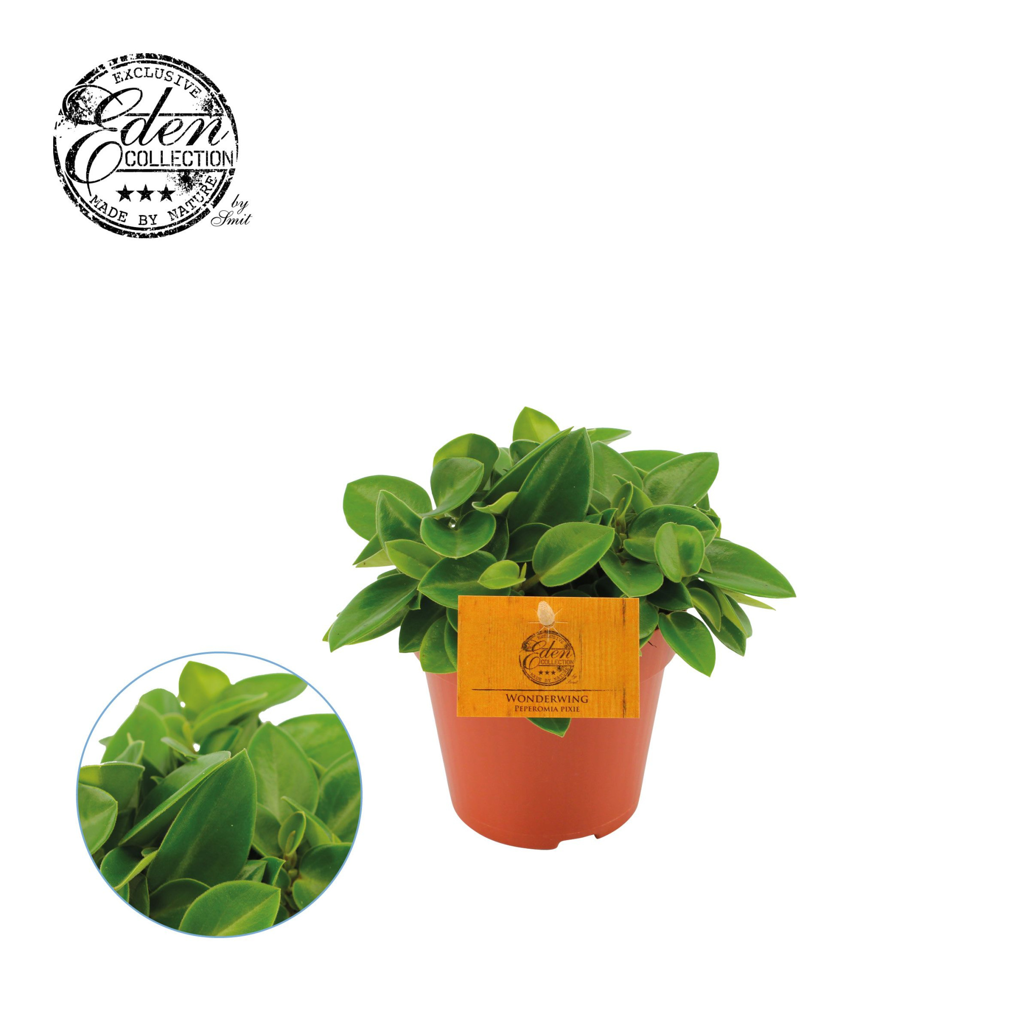 Peperomia Pixie, 12cm, D 12 cm