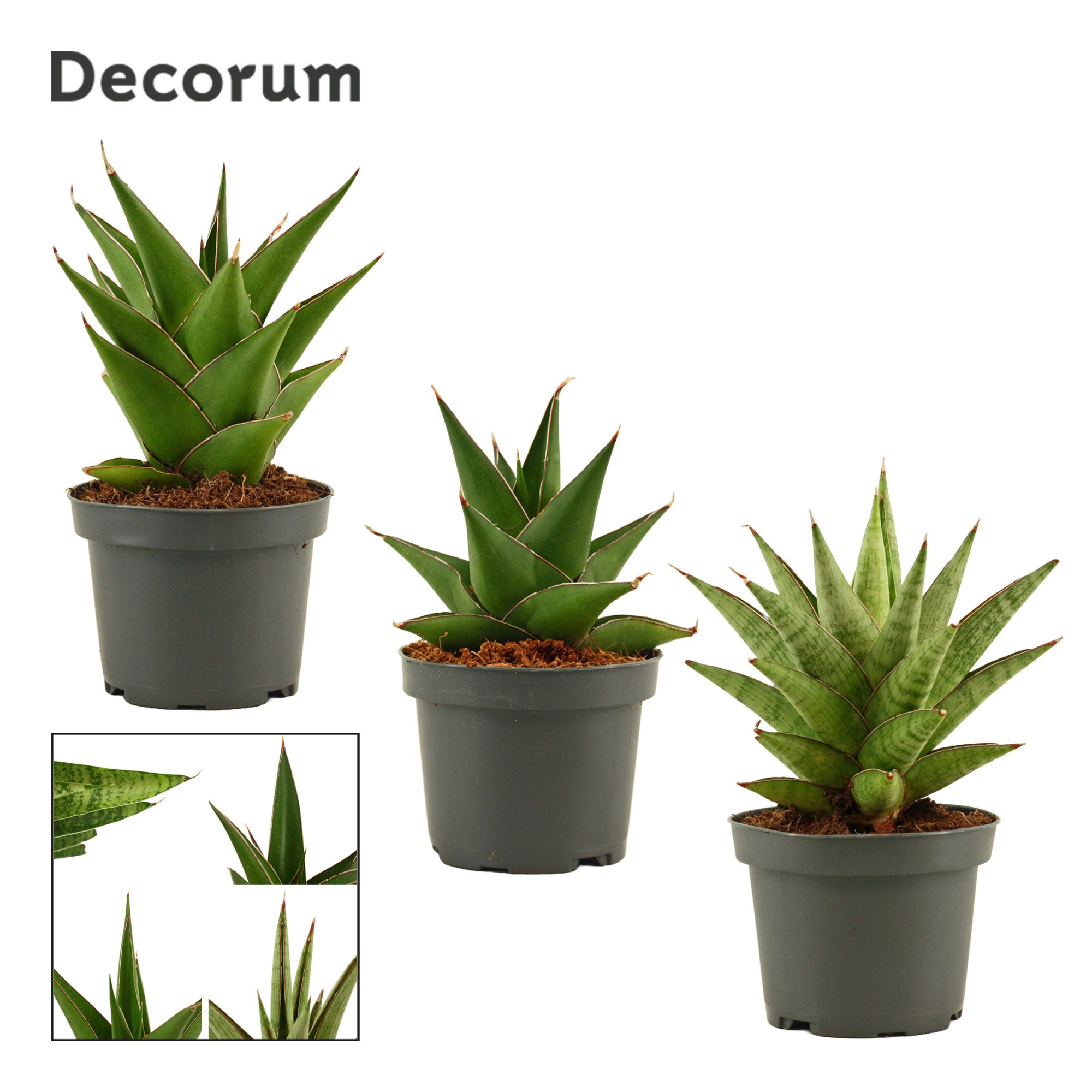 Sansevieria Crown Mix 9 cm (Decorum), D 9